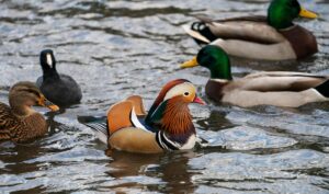 The now famous Mandarin Duck, nicknamed Mandarin Patinkin, makes an appearance amongst other ducks on November 27, 2018, at a pond in Central Park in New York. - The colorful duck, native to China and Japan, has been nicknamed Mandarin Patinkin by local media, after the actor/singer Mandy Patinkin. (Photo by Don EMMERT / AFP)