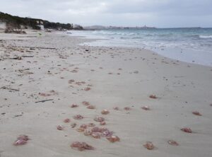 Meduse spiaggiate ad Alghero in inverno