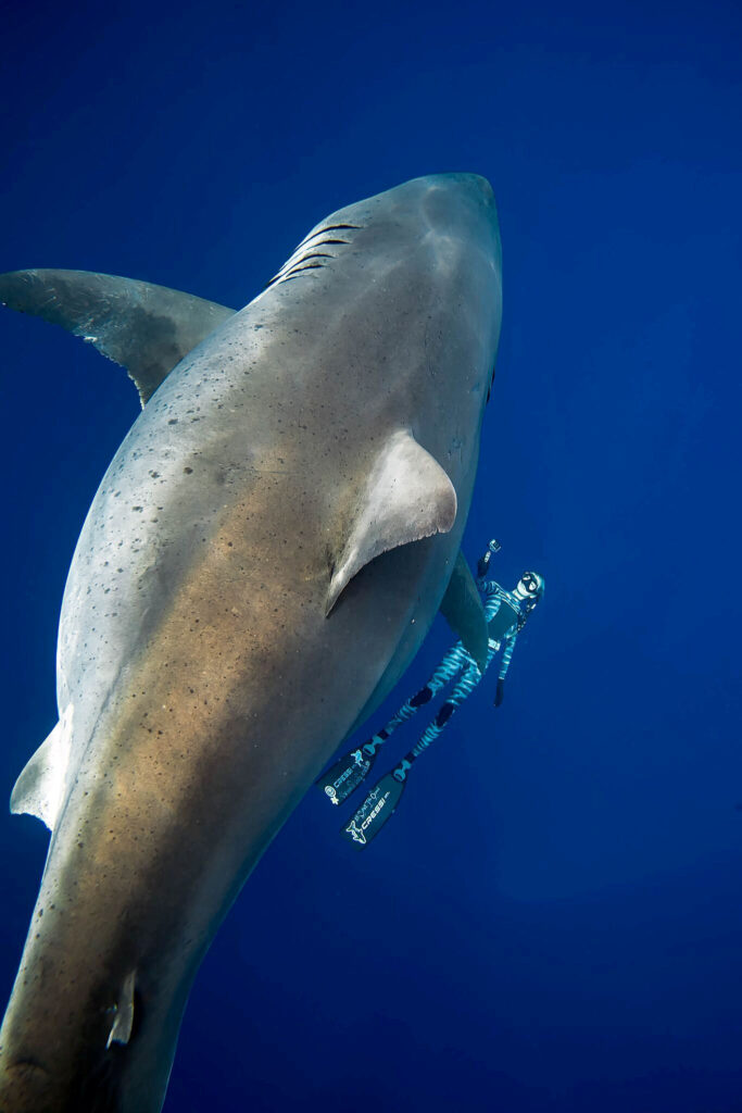 A shark said to be 'Deep Blue', one of the largest recorded individuals, swims offshore Hawaii, U.S., January 15, 2019 in this picture obtained from social media on January 17, 2019. @JuanSharks/@OceanRamsey/Juan Oliphant/oneoceandiving.com via REUTERS ATTENTION EDITORS - THIS IMAGE HAS BEEN SUPPLIED BY A THIRD PARTY. MANDATORY CREDIT. NO RESALES. NO ARCHIVES