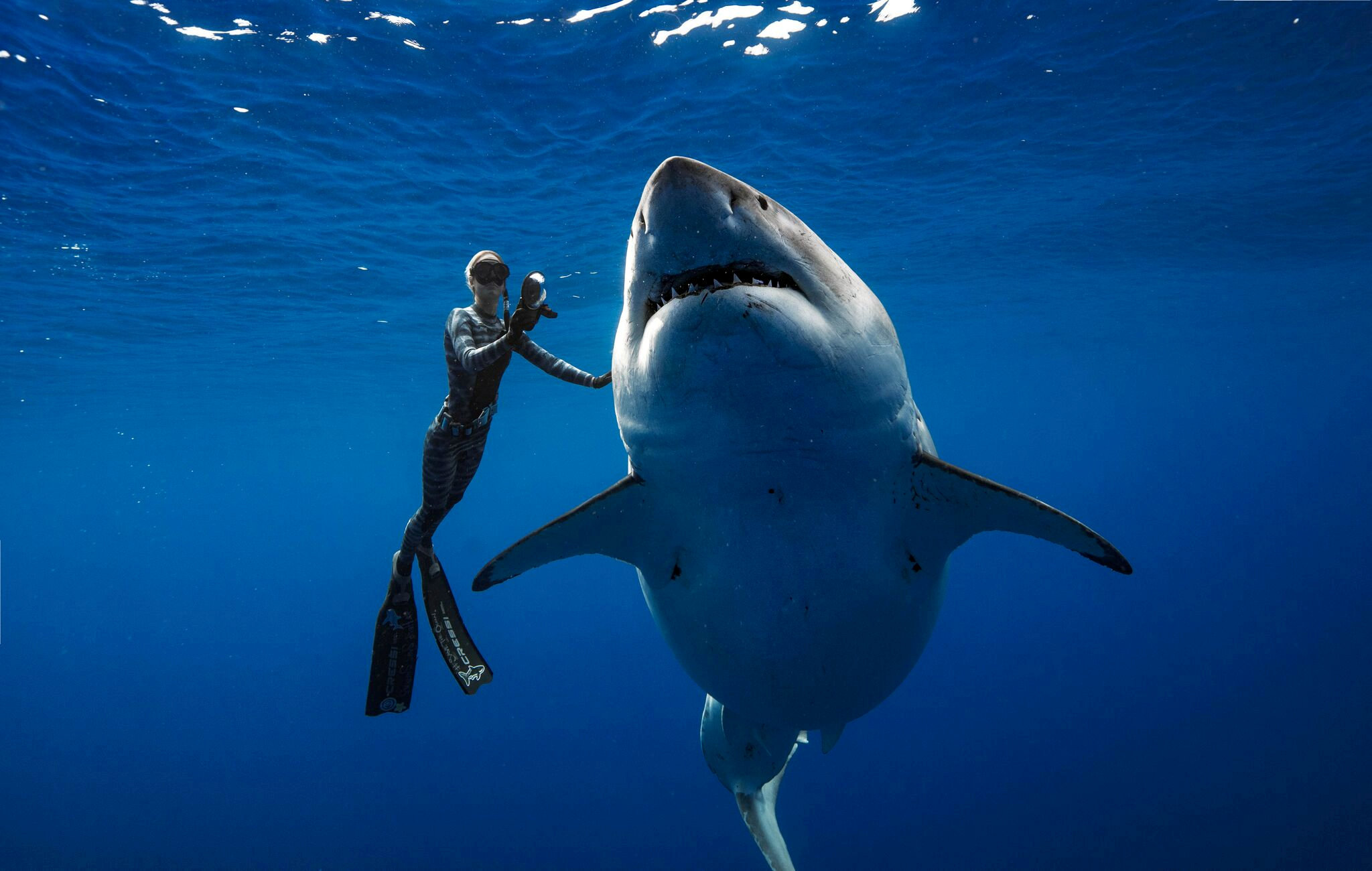 A shark said to be 'Deep Blue', one of the largest recorded individuals, swims offshore Hawaii, U.S., January 15, 2019 in this picture obtained from social media on January 17, 2019. @JuanSharks/@OceanRamsey/Juan Oliphant/oneoceandiving.com via REUTERS  ATTENTION EDITORS - THIS IMAGE HAS BEEN SUPPLIED BY A THIRD PARTY. MANDATORY CREDIT. NO RESALES. NO ARCHIVES