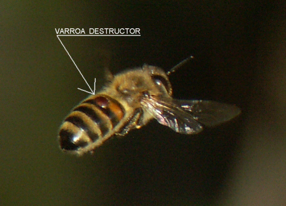 varroa_destructor_bee
