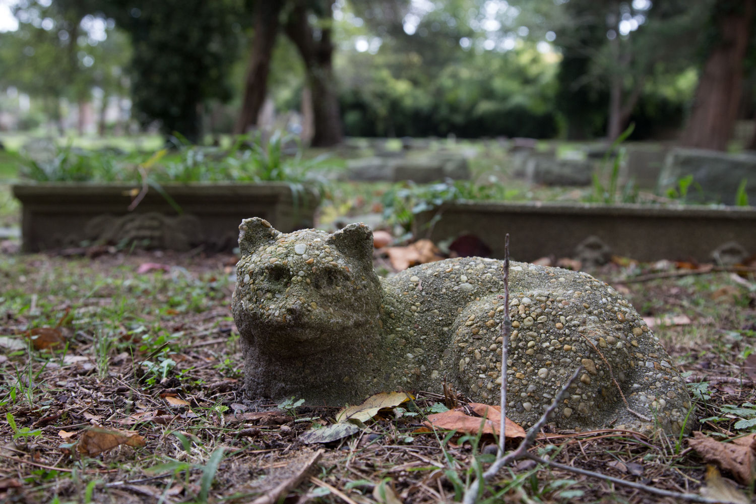 gatto_cimitero