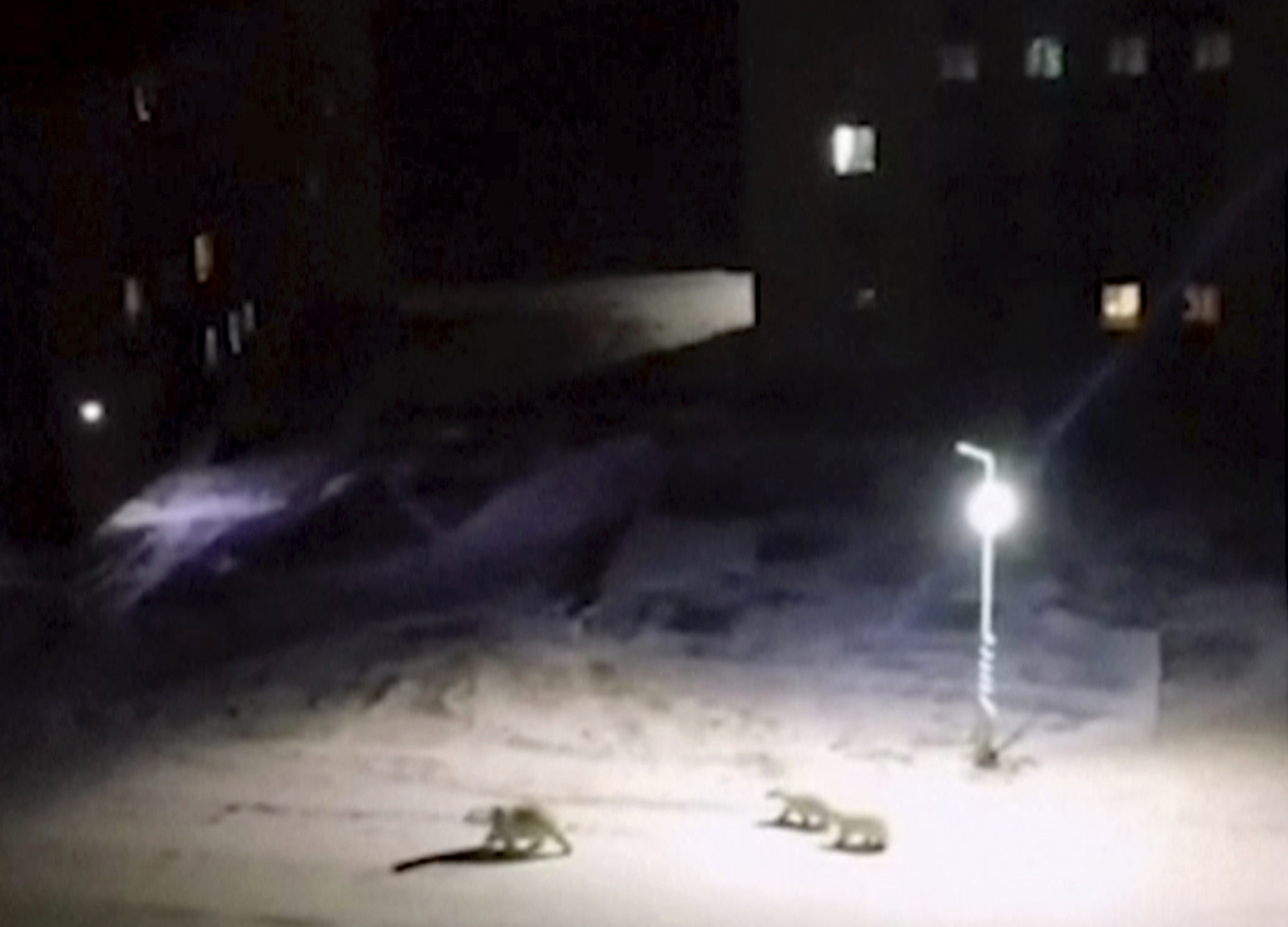 In this image taken from video, a mother polar polar bear and two cubs walk across the courtyard of a residential block, Monday, Feb. 11, 2019, in Belushya Guba, Novaya Zemlya, Russia. Russian wildlife specialists are heading to the Arctic archipelago to try to resolve why the polar bears have moved into the area. More than 50 bears have been spotted in the archipelago’s main town of Belushya Guba. (@muah_irinaelis via AP)