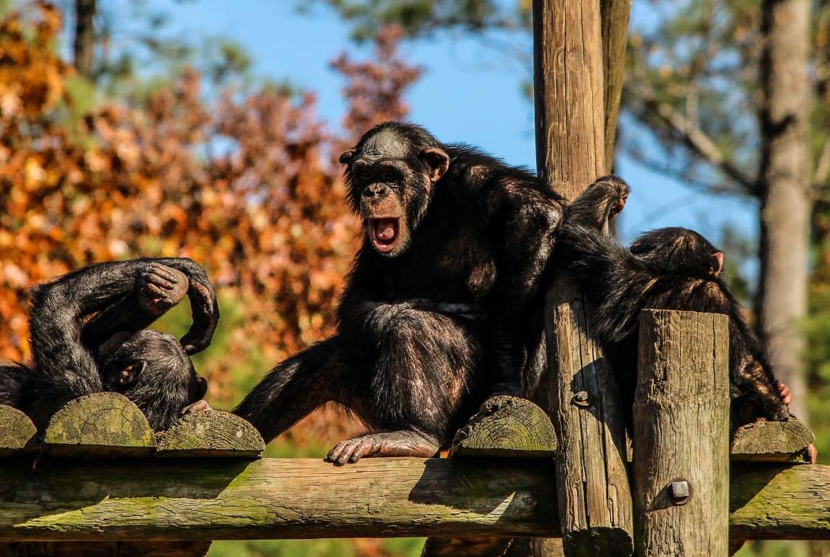 scimpanze