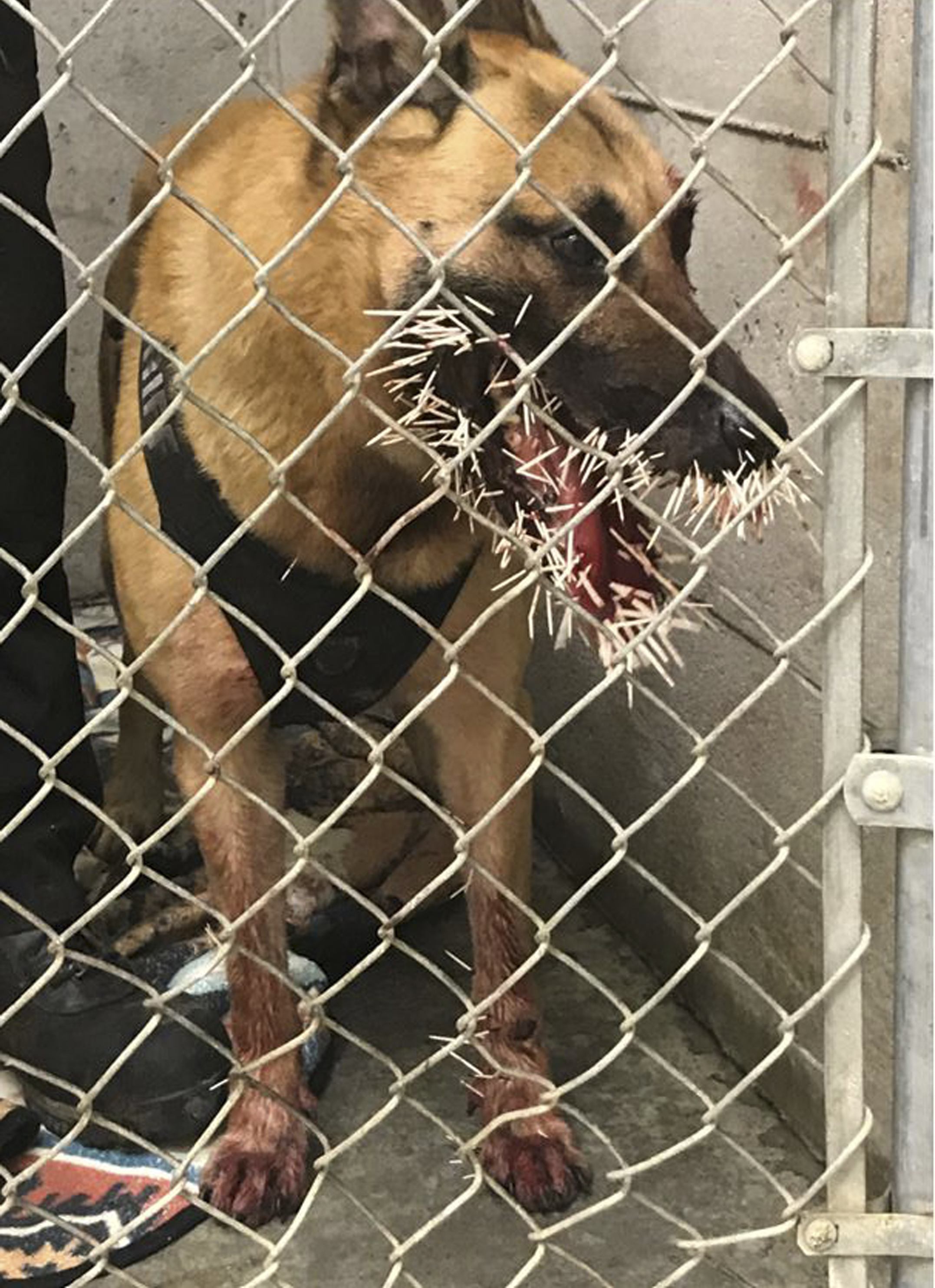This photo taken Saturday, April 20, 2019, provided by the Coos County Sheriff's Department, shows Odin a police K-9 recovering after encountering a porcupine and getting stuck with over 200 quills in Coos Bay, Ore. The Coos County Sheriff's Office on Monday, April 22, said Odin was called to the scene to track a suspect on Saturday when the dog crossed paths with the porcupine. Photos showed the outcome, with several quills in Odin's mouth and two near his left eye. (Sgt. Adam Slater/Coos County Sheriff's Department via AP)