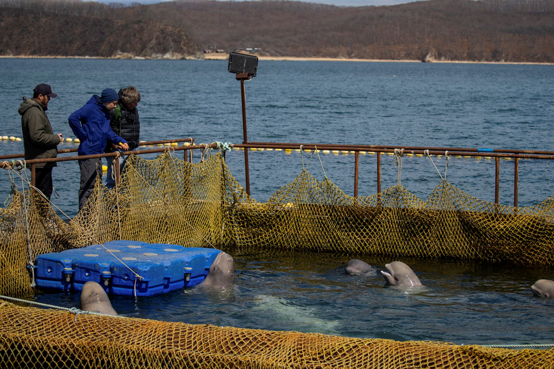 A view shows a facility, where nearly 100 whales including orcas and beluga whales are held in cages, during a visit of scientists representing explorer and founder of the Ocean Futures Society Jean-Michel Cousteau in a bay near the Sea of Japan port of Nakhodka in Primorsky Region, Russia April 7, 2019. Picture taken April 7, 2019. Press Service of Administration of Primorsky Krai/Alexander Safronov/Handout via REUTERS ATTENTION EDITORS - THIS IMAGE WAS PROVIDED BY A THIRD PARTY. NO RESALES. NO ARCHIVES. TPX IMAGES OF THE DAY