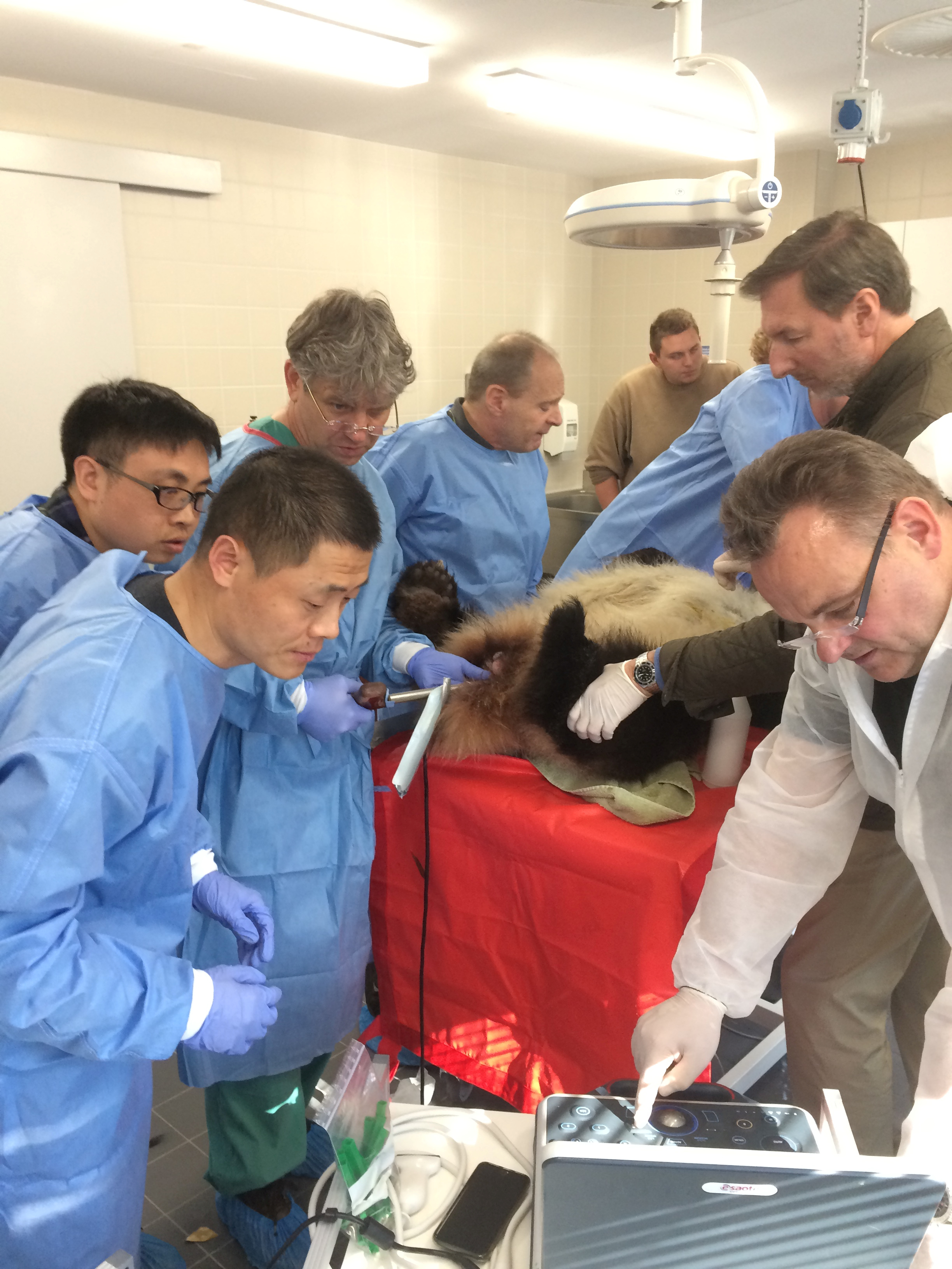 A handout picture taken April 6, 2019 and made available by the zoo in Berlin, Germany, on April 8, 2019, shows the artificial insemination of female Chinese panda bear Meng Meng in Berlin. Zoo Berlin/Handout via REUTERS THIS IMAGE HAS BEEN SUPPLIED BY A THIRD PARTY.