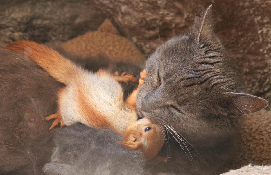 2019-04-25t161213z_1357424810_rc12ef7585c0_rtrmadp_3_crimea-animals-cat-squirrels