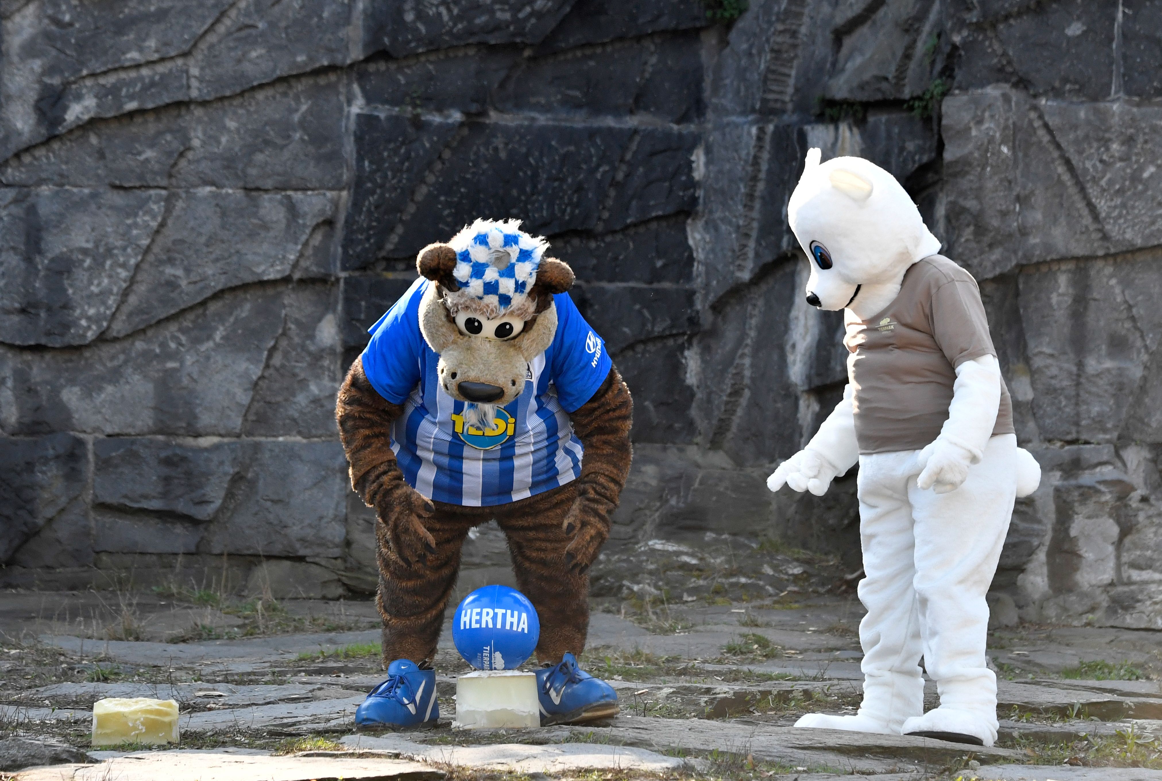 Herthinho (L), the mascot of German first division Bundesliga football club Hertha BSC Berlin, and a person dressed in a polar bear suit place gifts for polar bear cub Hertha (not in picture) during an event where the baby bear was given her name on April 2, 2019 at the Tierpark zoo in Berlin. - The female cub was born at the zoo on December 1, 2018. (Photo by John MACDOUGALL / AFP)
