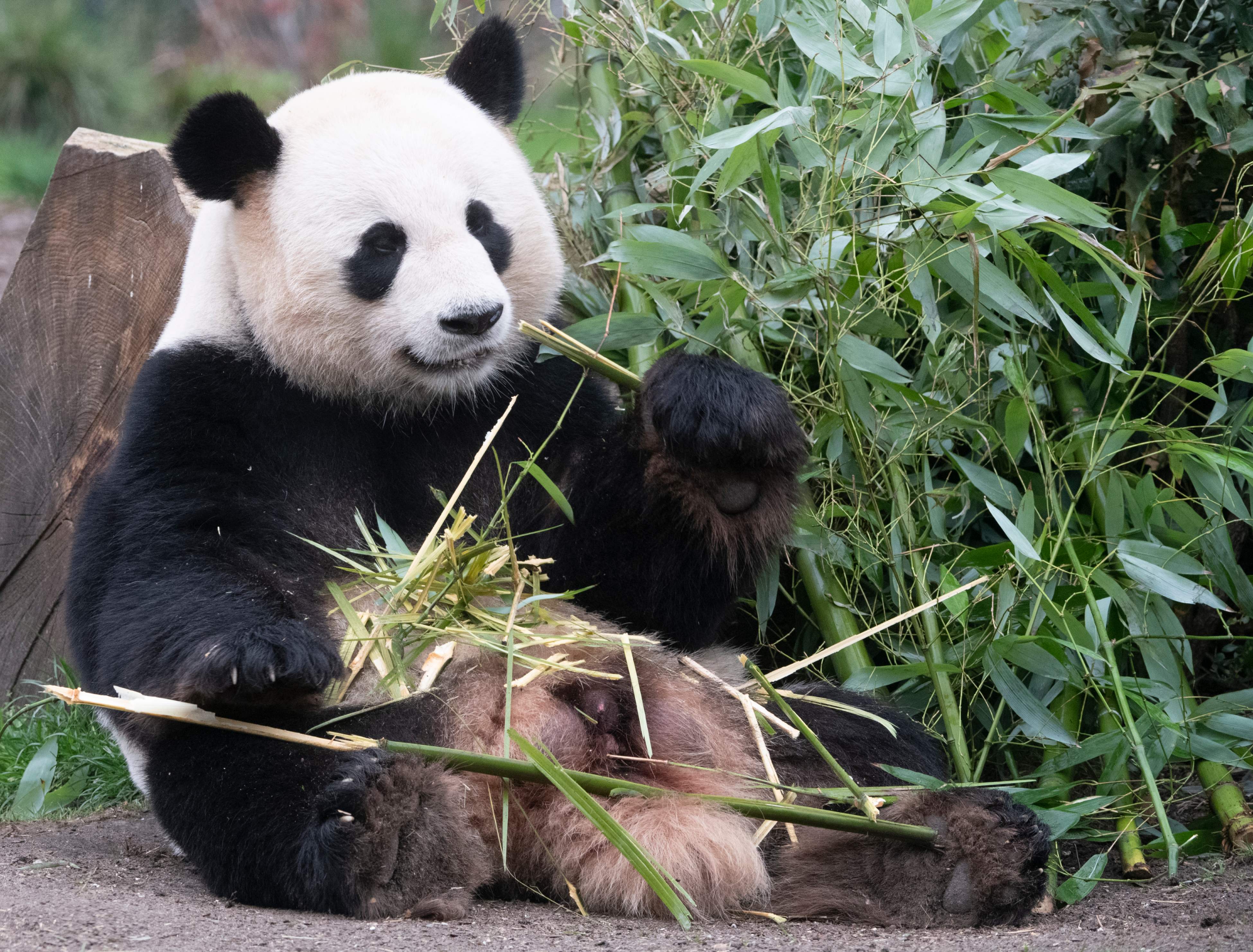 Male giant panda Jiao Qing nibbles a bamboo twig on April 5, 2019 at the Zoologischer Garten zoo in Berlin. (Photo by Paul Zinken / dpa / AFP) / Germany OUT