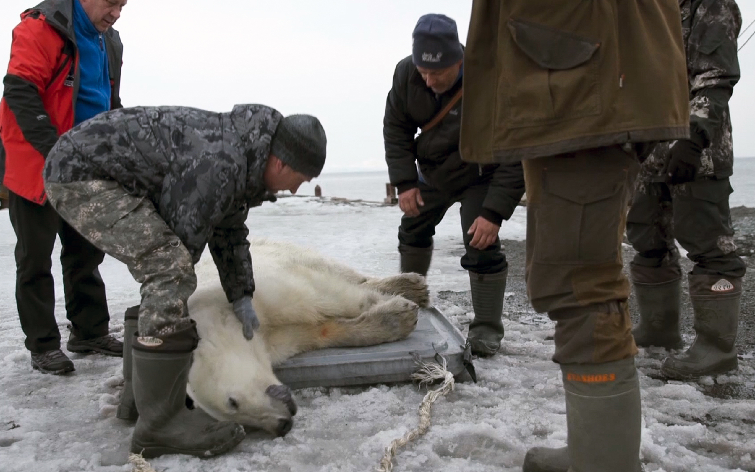 In this image made from video on Monday, April 22, 2019, rescue workers handle a polar bear that has been shot with a tranquilizer in the village of Tilichiki, about 936 kilometers (585 miles) north of Petropavlosk Kamchatsky, Russian Far East. A polar bear which was found roaming around a village in eastern Russia, hundreds of miles away from its usual habitat, has been airlifted back home. (AP Photo)