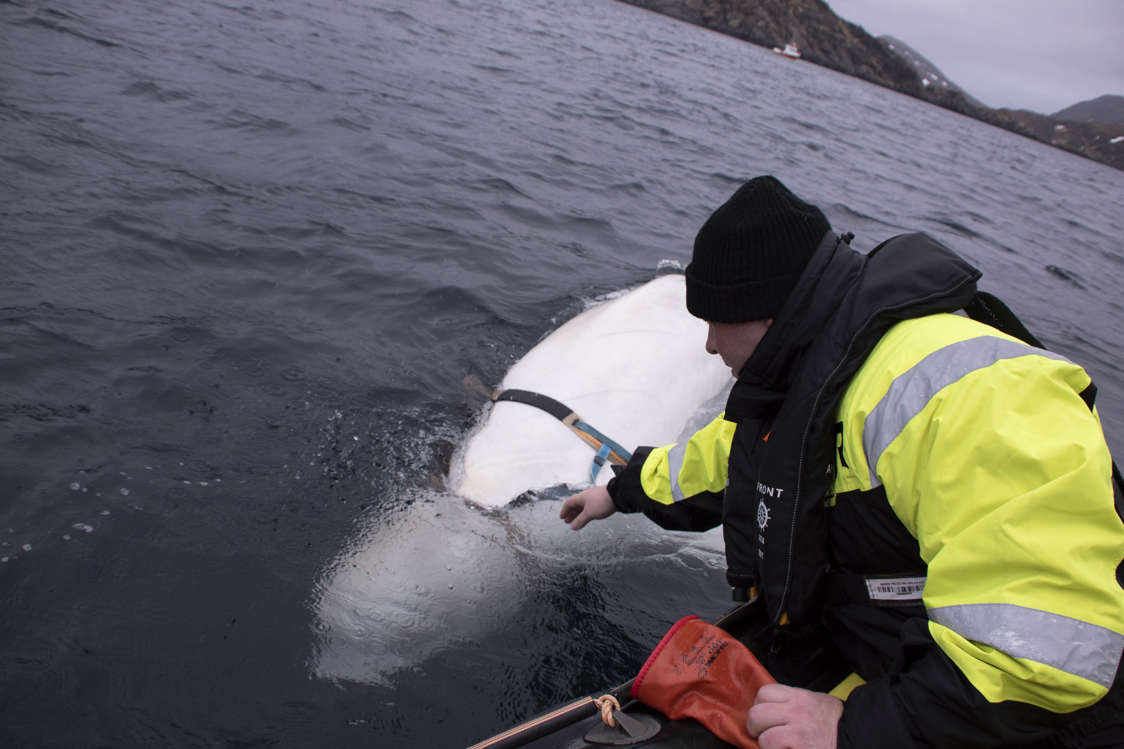 Joergen Ree Wiig tries to reach the harness attached to a beluga whale before the Norwegian fishermen were able to removed the tight harness, off the northern Norwegian coast Friday, April 26, 2019. The harness strap which features a mount for an action camera, says "Equipment St. Petersburg" which has prompted speculation that the animal may have escaped from a Russian military facility. (Joergen Ree Wiig/Norwegian Direcorate of Fisheries Sea Surveillance Unit via AP)