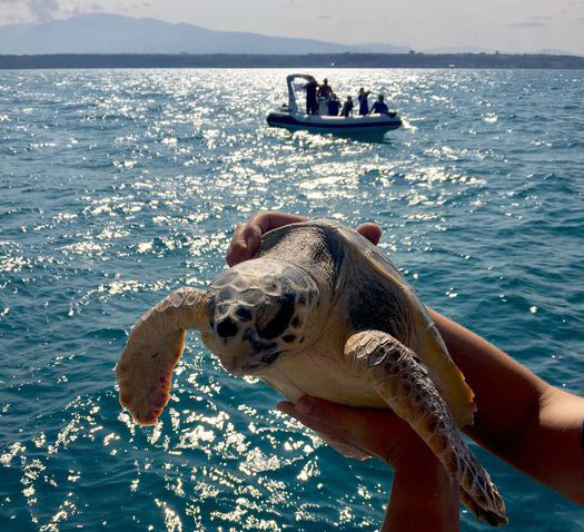 Pescara - rilascio delle tartarughe in mare