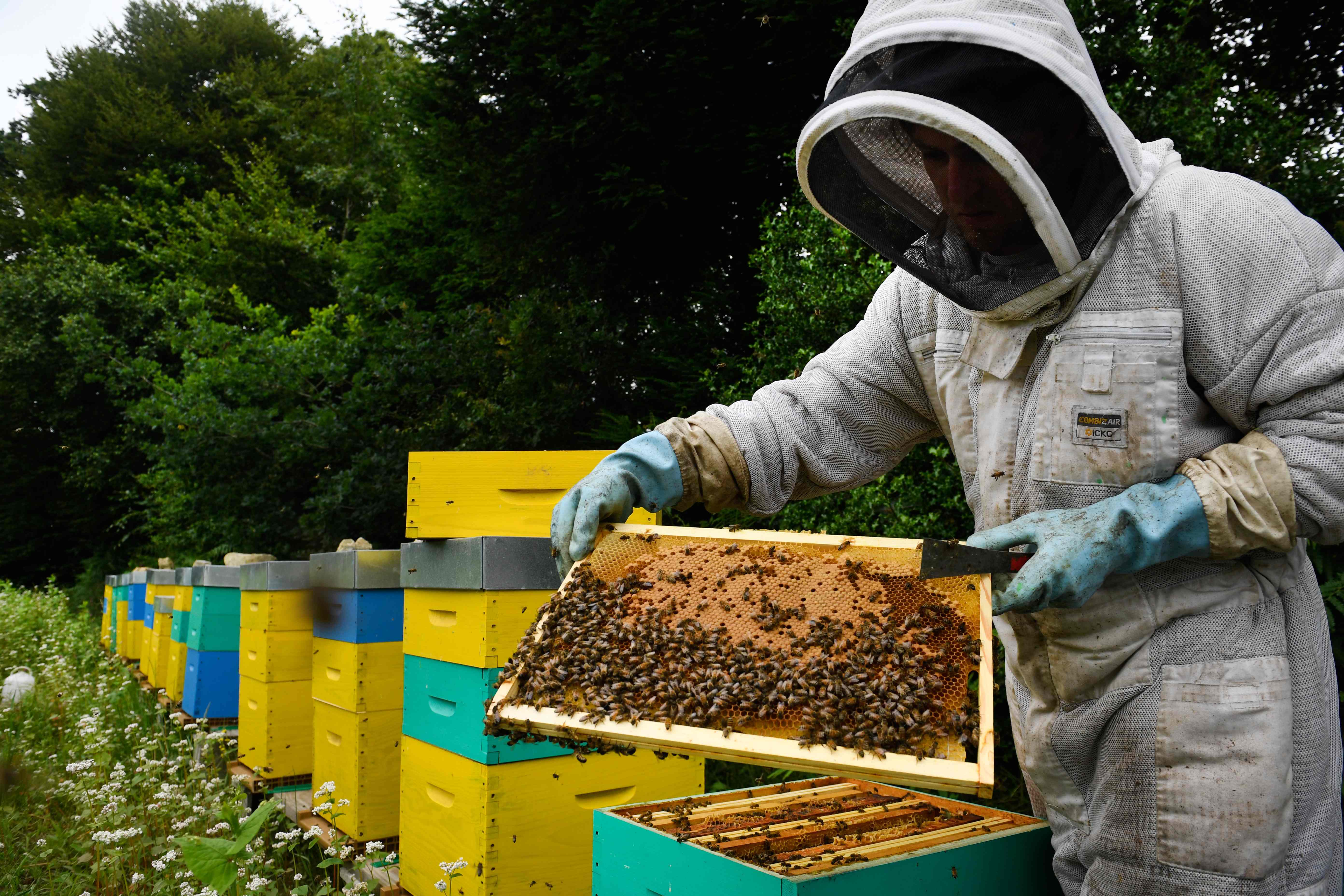 (FILES) In this file photo taken on June 19, 2018 French beekeepers Thomas Le Glatin inspects his beehive frames in Ploerdut, western France. - The Technical and Scientific Institute of Beekeeping (Institut technique et scientifique de l'apiculture - ITSAP) estimates the value of the pollinating activity of bees for French agriculture at 2 billion euros. At an international level, the UN Agency for Agriculture and Food (FAO) has placed the "conservation and sustainable use of pollinators" among the "top priorities" to curb a "pollination crisis" which would endanger the food resources of the planet. (Photo by Fred TANNEAU / AFP)