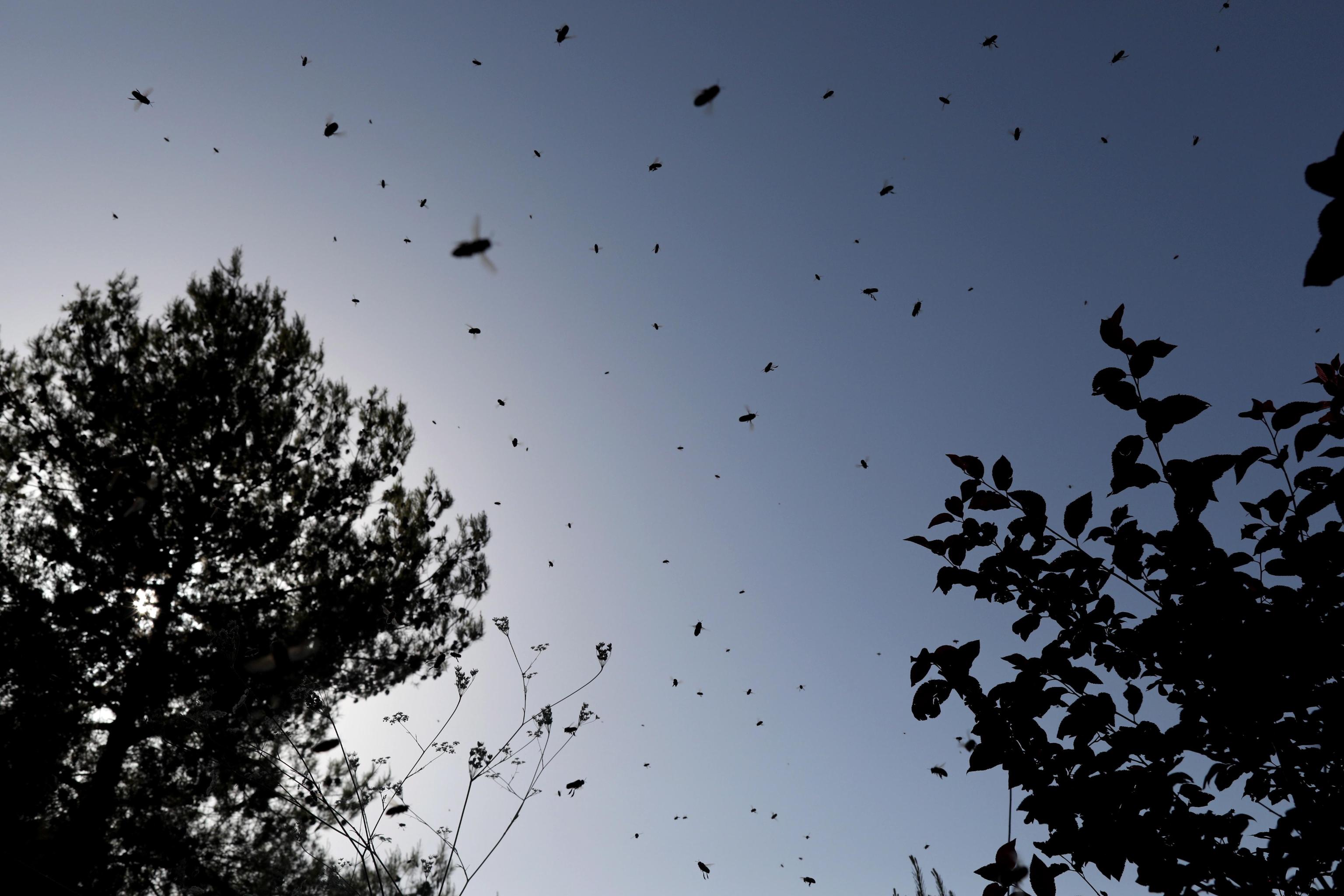 epa07589851 Bees fly at the yard of Israeli Yossi Aud expert of Urban Bio-dynamic Beekeeping in Israel in Moshav Givat Ye'arim near Jerusalem, Israel, 21 May 2019. Yossi the head of Urban Bio-dynamic Beekeeping center organization in Israel, stores swarms of bees that settled inside people homes in his yard and so he protect the bees. according to Yossi in Israel as in the world, the bees are in danger, and their numbers are decreasing every year, 75% of the world's pollen, 40% of the world's food depends on the bees, especially fruits and vegetables. the 20 of May is World Bee Day EPA/ABIR SULTAN