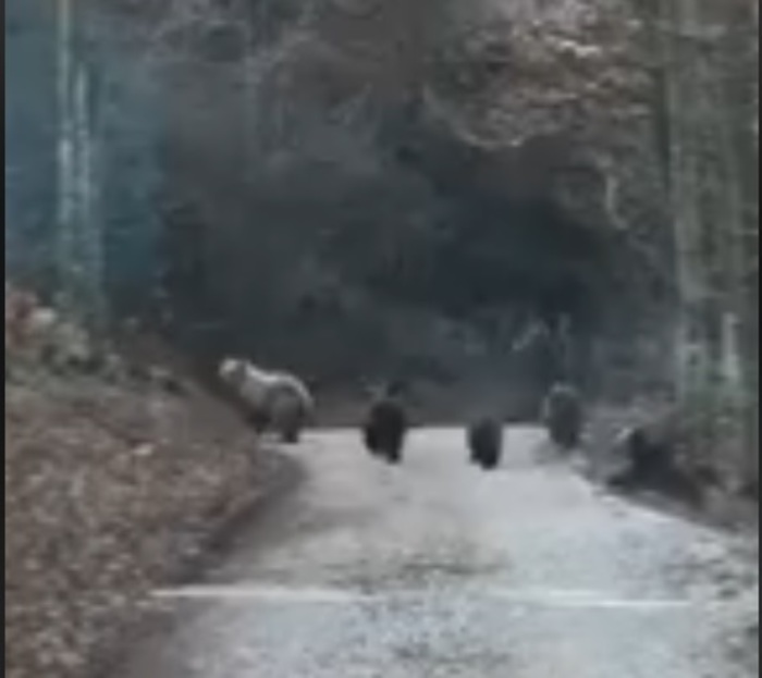 Orsa con quattro cuccioli in un bosco sopra Ponte Arche in Trentino