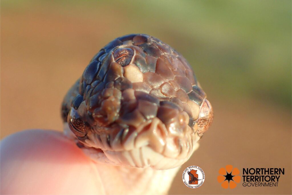 epa07542384 An undated handout photo made available by the Parks and Wildlife Commission of the Northern Territory (NT) on 02 May 2019 shows a three-eyed snake that was found by rangers on the Arnhem Highway near Humpty Doo, outside Darwin, Northern Territory, Australia. According to officials, the snake, said to be a juvenile approximately 40cm long, presented an additional eye socket and three functioning eyes.  EPA/NT PARKS AND WILDLIFE HANDOUT  HANDOUT EDITORIAL USE ONLY/NO SALES