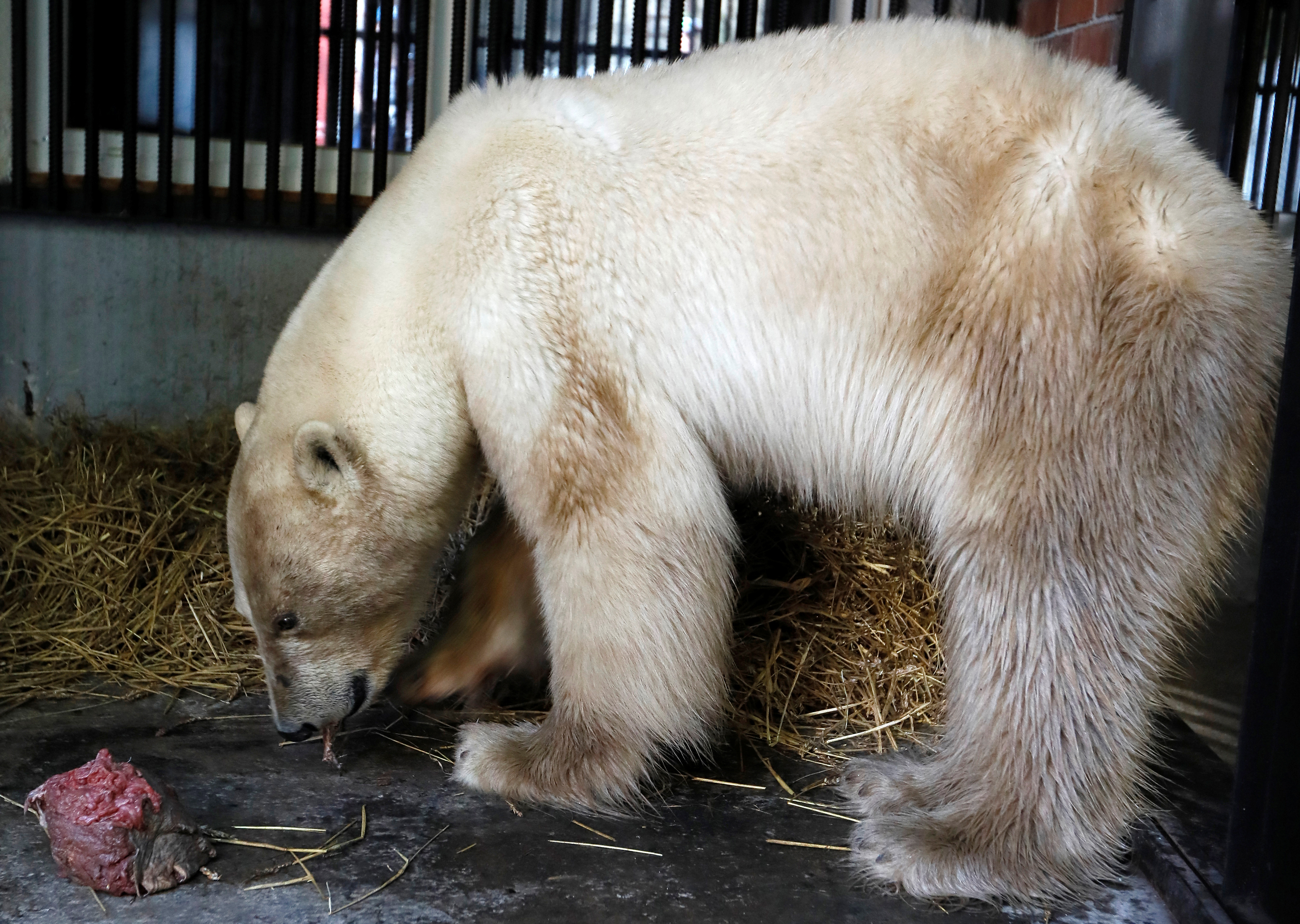 A female polar bear, which was found stray in the industrial city of Norilsk, eats meat inside a quarantine cage after arriving at the Royev Ruchey zoo in Krasnoyarsk, Russia June 21, 2019. REUTERS/Ilya Naymushin