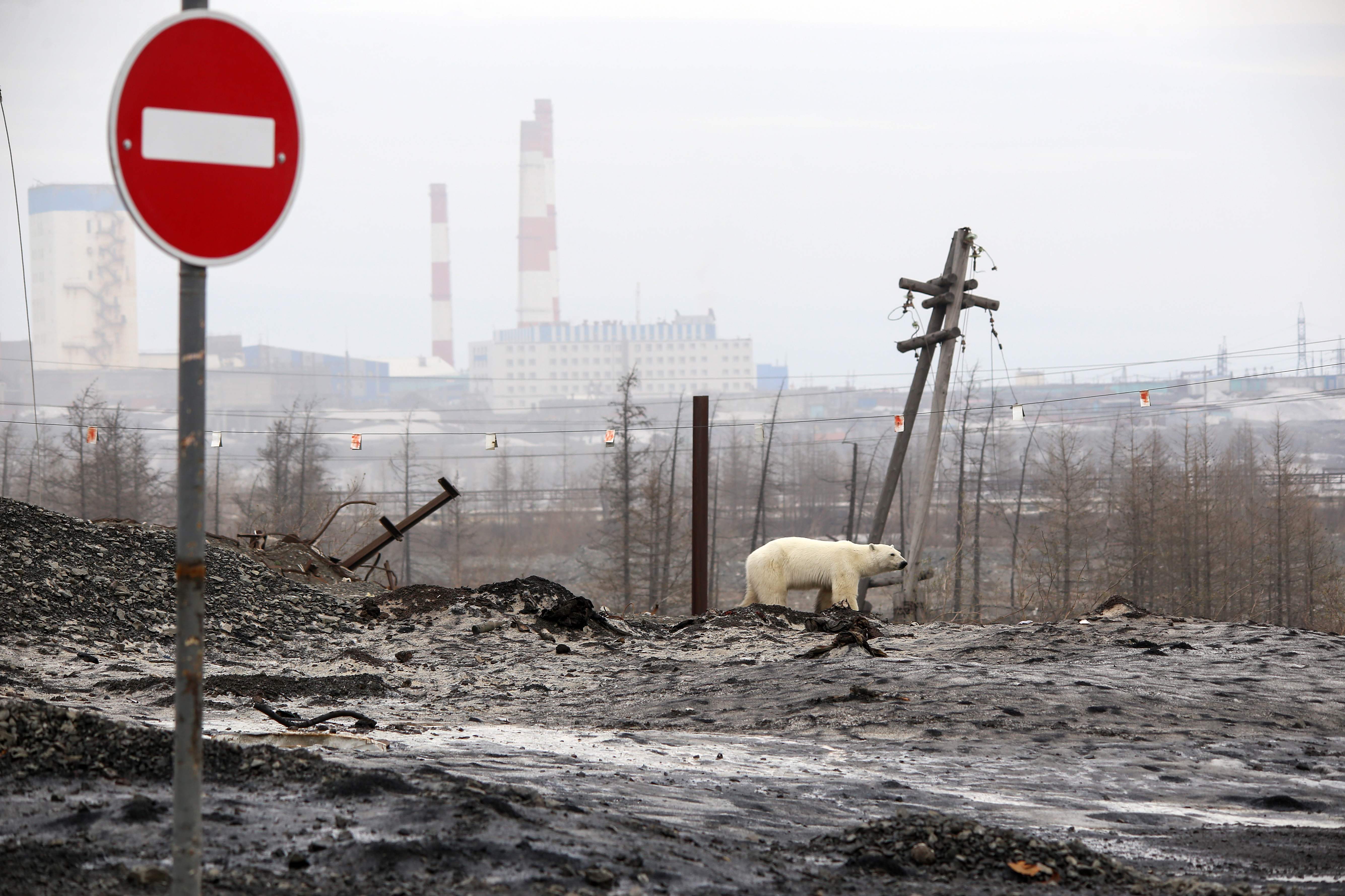 TOPSHOT - A stray polar bear is seen outside Oktyabrsky mine on the outskirts of the Russian industrial city of Norilsk on June 17, 2019. - A hungry polar bear has been spotted on the outskirts of Norilsk, hundreds of miles from its natural habitat, authorities said on June 18, 2019. (Photo by Irina YARINSKAYA / Zapolyarnaya pravda newspaper / AFP)
