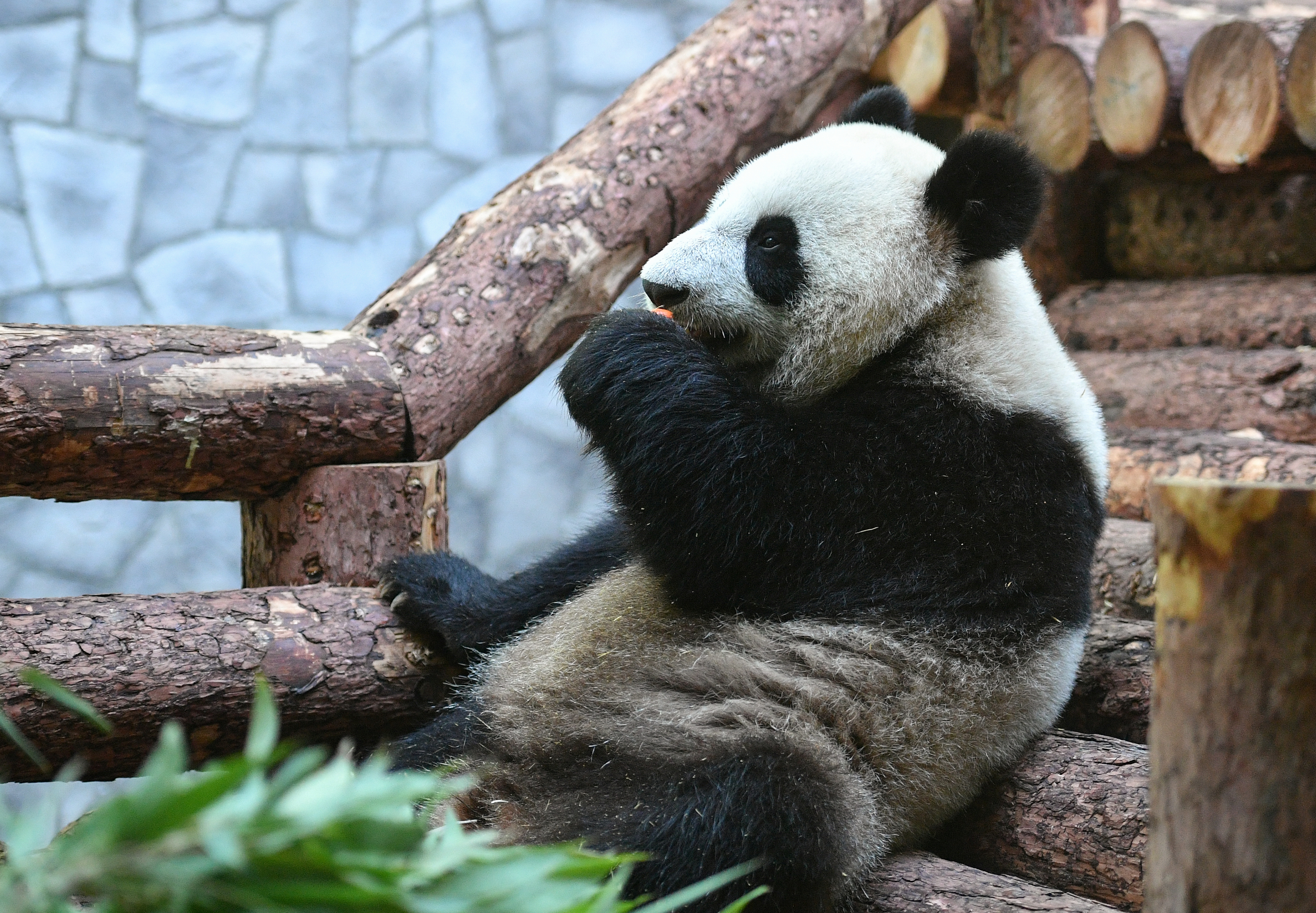 A giant panda sits in the enclosure before Russian President Vladimir Putin and Chinese President Xi Jinping visit the Moscow Zoo, which received a pair of giant pandas from China, in Moscow, Russia June 5, 2019. Sputnik/Alexander Vilf/Kremlin via REUTERS ATTENTION EDITORS - THIS IMAGE WAS PROVIDED BY A THIRD PARTY.