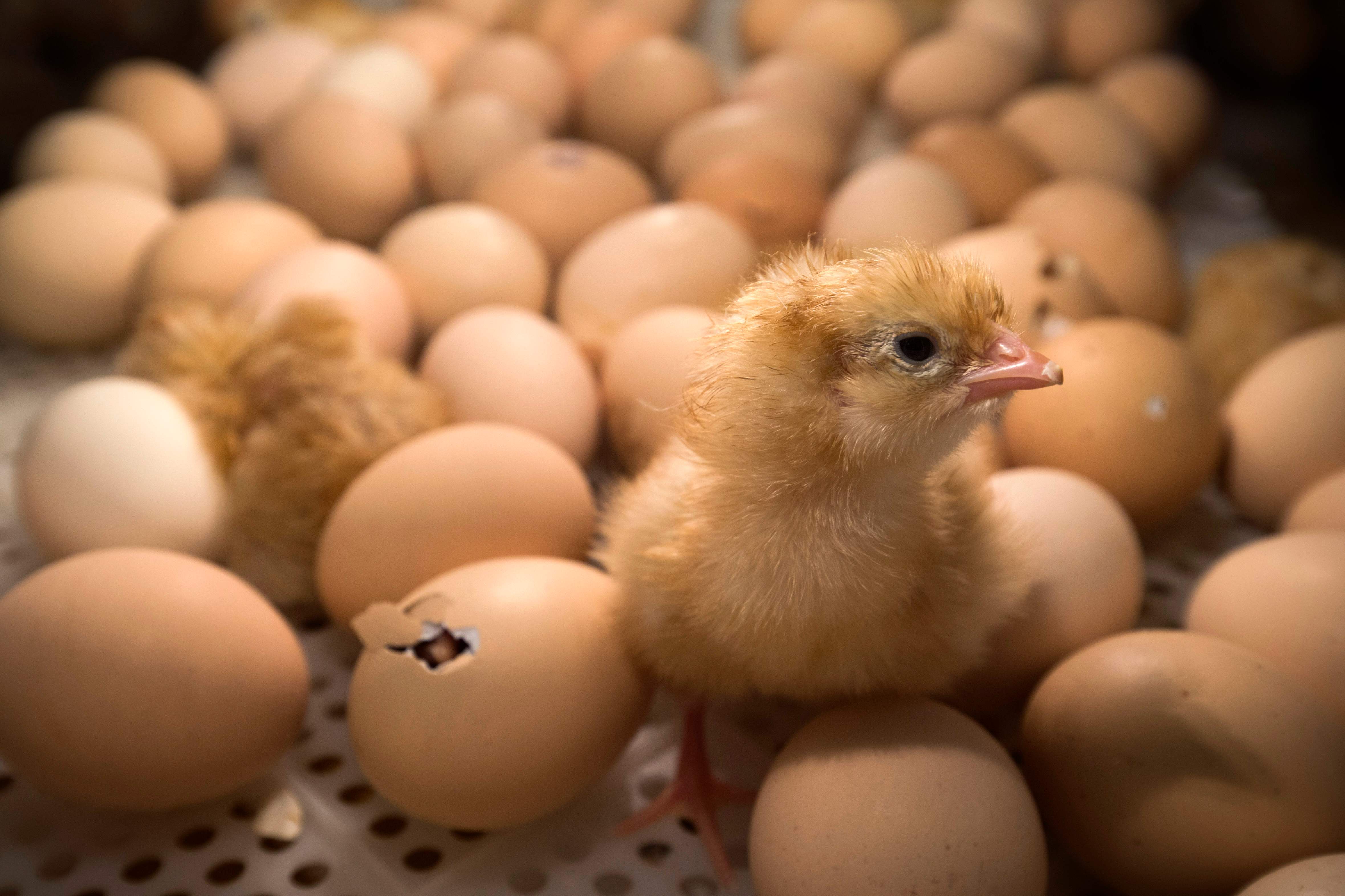 (FILES) In this file photo taken on February 26, 2017 a chick stands among eggs being hatched inside an incubator at the Agriculture Fair in Paris. - Germany's highest court on June 13, 2019 ruled that the killing of male chicks is only allowed during a transitional period until farms will be able to operate with new proceedings for the determination of the sex of chicks. Usually male chicks are killed when laying hens are bred as the male animals of the breeds take too much time to develop meat. In France the Agriculture Ministry plans to announce "strong and clear" measures this year on animals well-being, including the killing of male chicks. (Photo by JOEL SAGET / AFP)