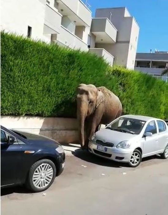 Elefante fugge da circo a Francavilla Fontana