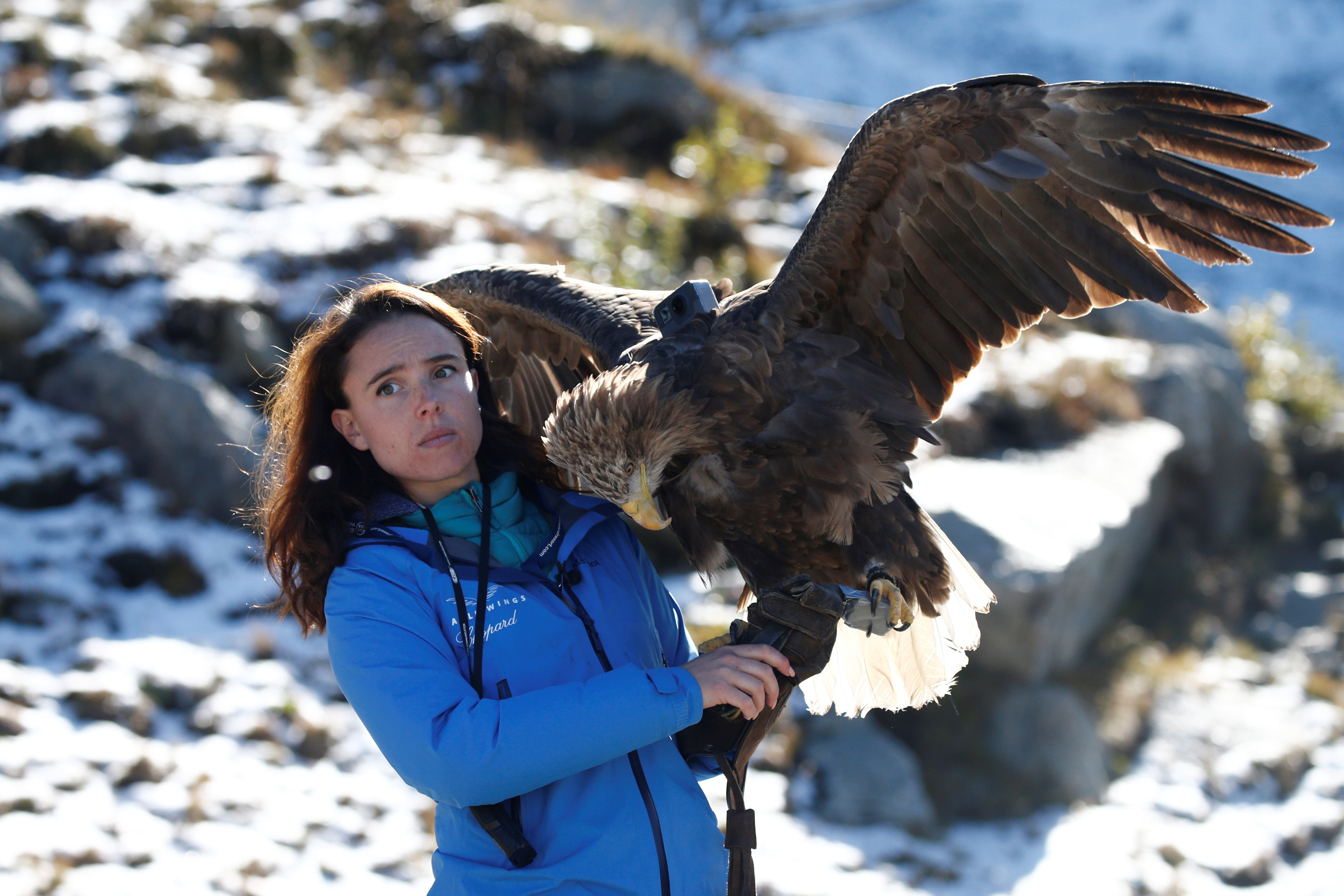 Falconer Eva Meyrier holds Victor, a nine year old white-tailed eagle equipped with a 360 camera, before a flight over glaciers and mountains from the Plan de l’Aiguille back to Chamonix during a media preview of the Alpine Eagle Race, an event aiming at raising awareness to global warming through a collaboration through the eyes of the eagle, a photographer and a scientist, in Chamonix, France October 8, 2019. REUTERS/Denis Balibouse