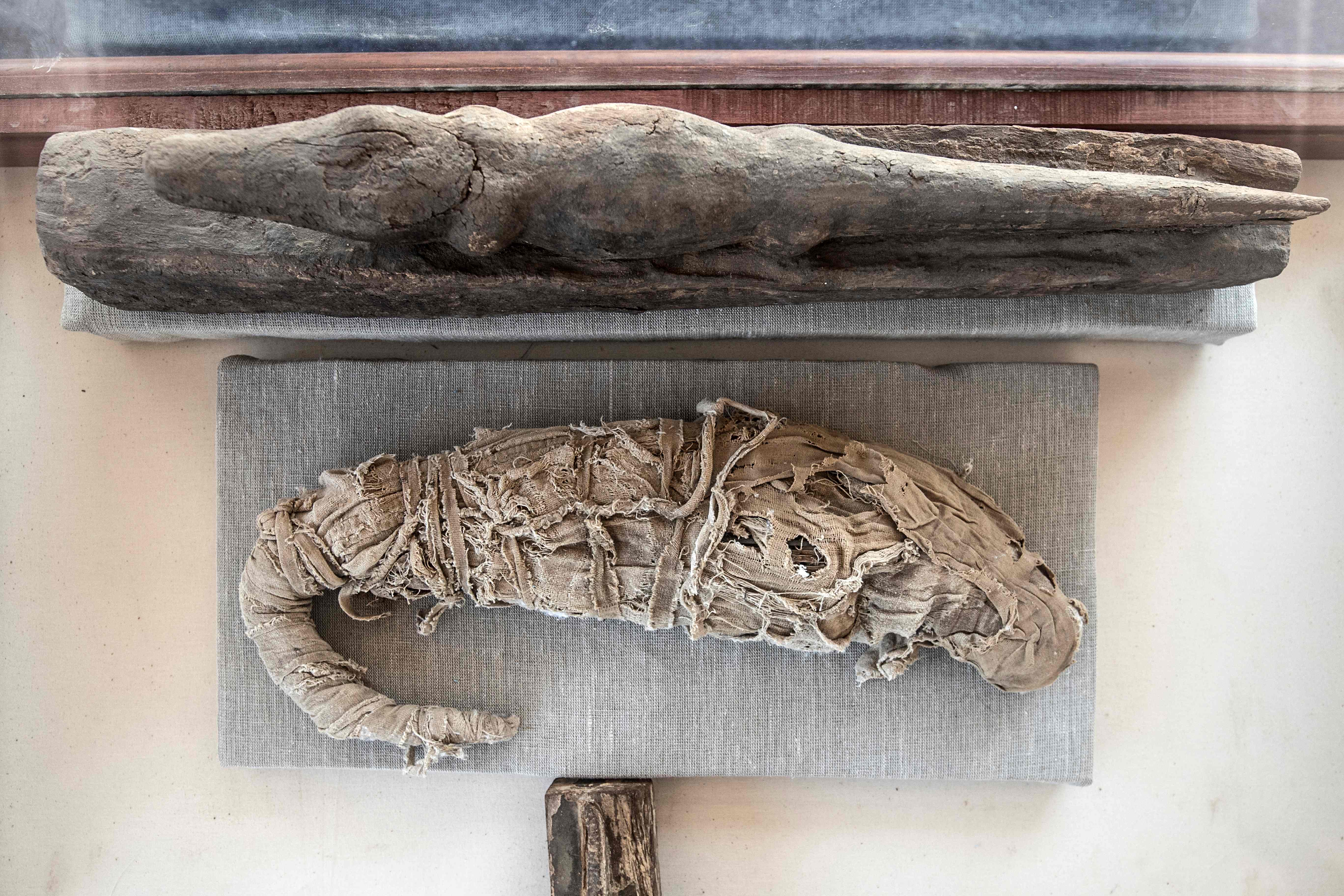A crocodile mummy is displayed after the announcement of a new discovery carried out by an Egyptian archaeological team in Giza's Saqqara necropolis, south of the capital Cairo, on November 23, 2019. - Egypt today unveiled a cache of 75 wooden and bronze statues and five lion cub mummies decorated with hieroglyphics at the Saqqara necropolis near the Giza pyramids in Cairo. Mummified cats, cobras, crocodiles and scarabs were also unearthed among the well-preserved mummies and other objects discovered recently. (Photo by Khaled DESOUKI / AFP)