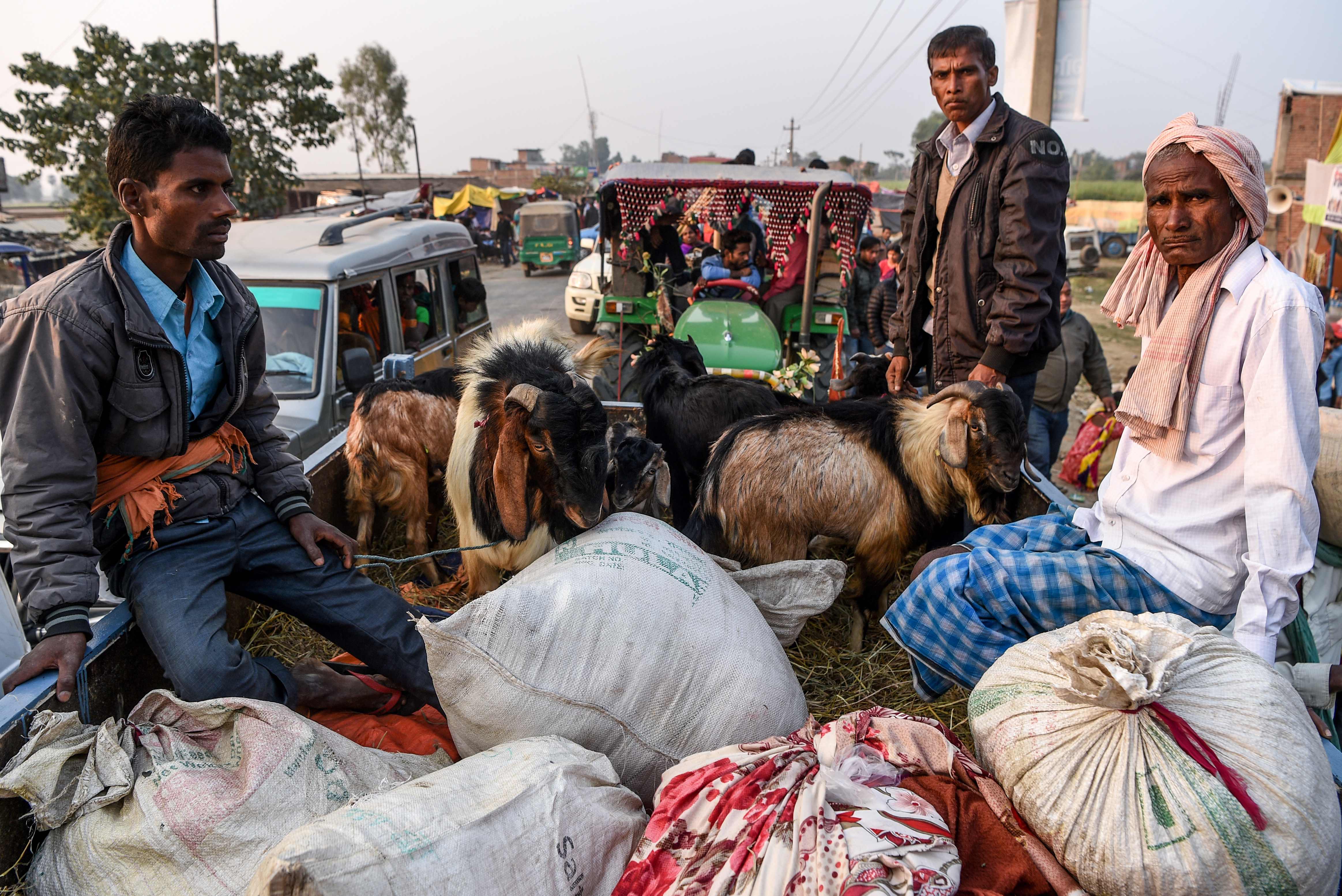 Hindu devotees travel with goats in a vehicle ahead of Gadhimai Festival in Baryarpur, 160 kms south of the Kathmandu, on December 2, 2019. - Thousands of Hindu worshippers are flocking to a village in southern Nepal on December 2, defying court orders and calls by animal activists, in preparation for the world's biggest animal sacrifice. (Photo by PRAKASH MATHEMA / AFP)