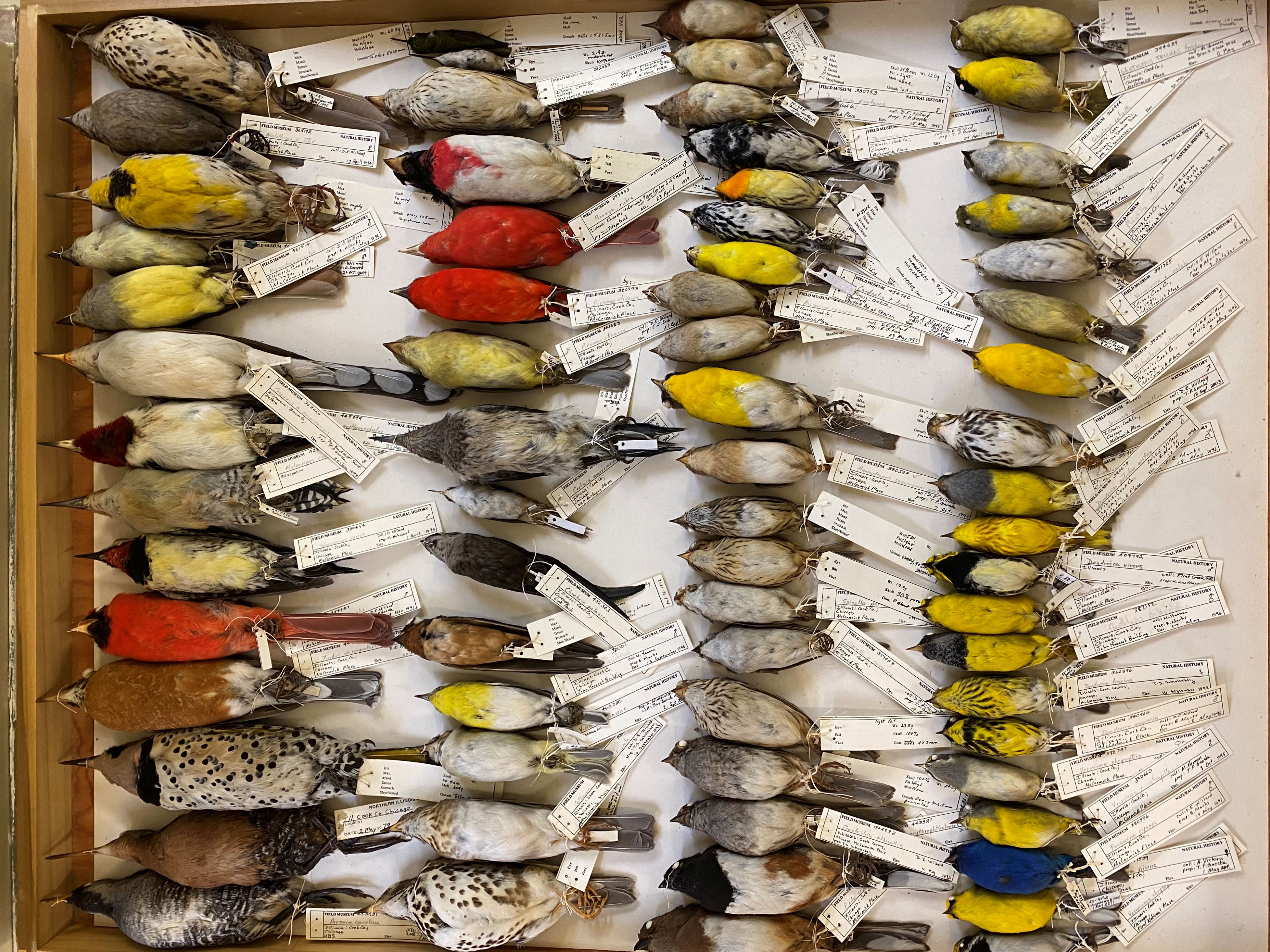 Some of the thousands of birds in the collection of the Field Museum in Chicago, that collided with city buildings, are pictured in this photo released on December 4, 2019. Field Museum/Ben Marks/ Handout via REUTERS THIS IMAGE HAS BEEN SUPPLIED BY A THIRD PARTY. NO RESALES. NO ARCHIVES