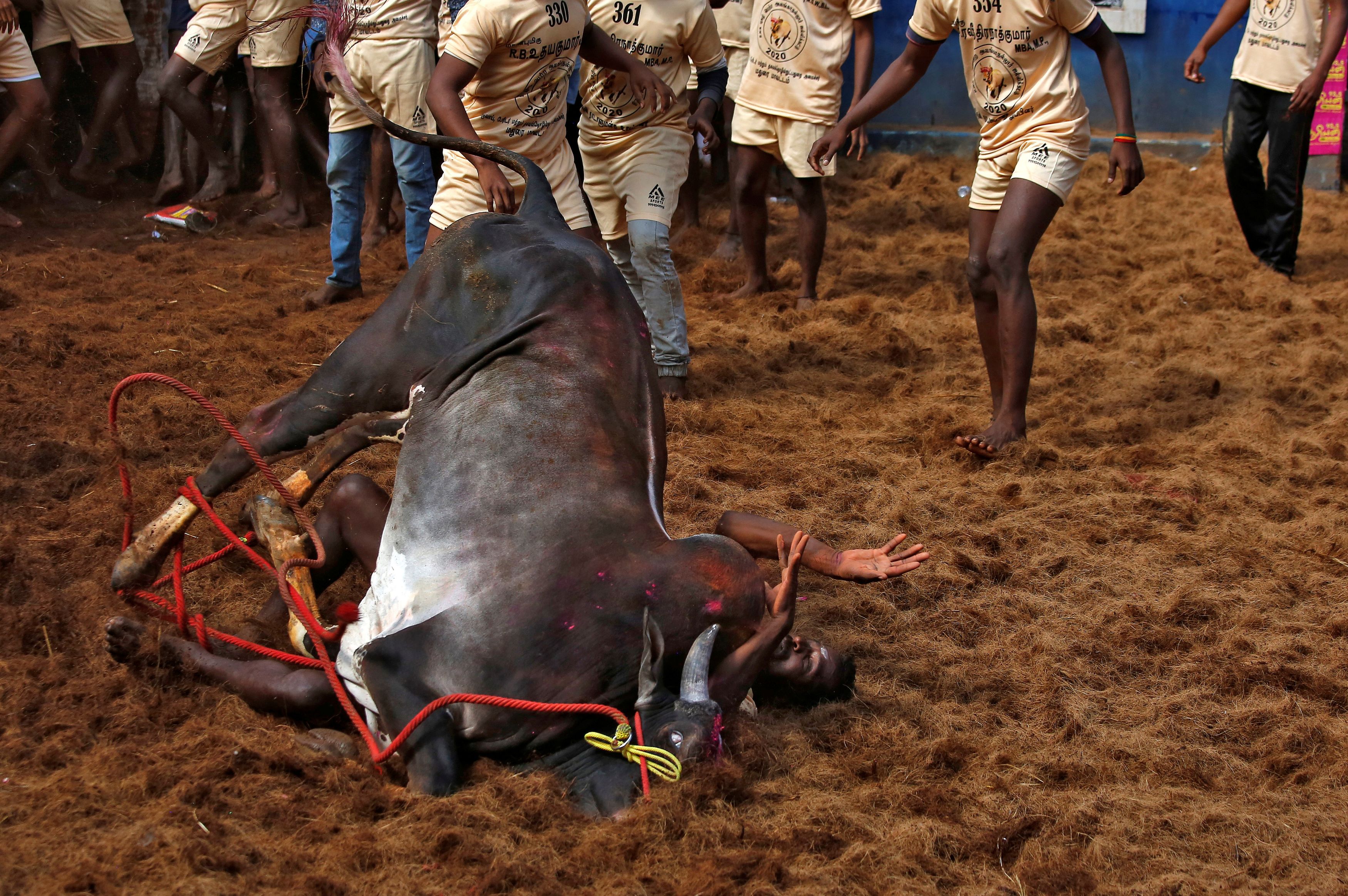 A villager reacts as he lies under a bull as villagers rush to rescue him during a bull-taming festival, part of south India's harvest festival of Pongal, on the outskirts of Madurai town, Tamil Nadu state, India January 17, 2020. REUTERS/P. Ravikumar TPX IMAGES OF THE DAY