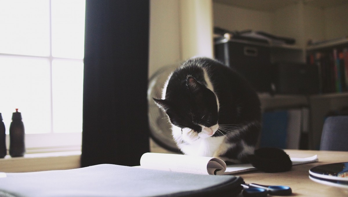 gatto_scrivania