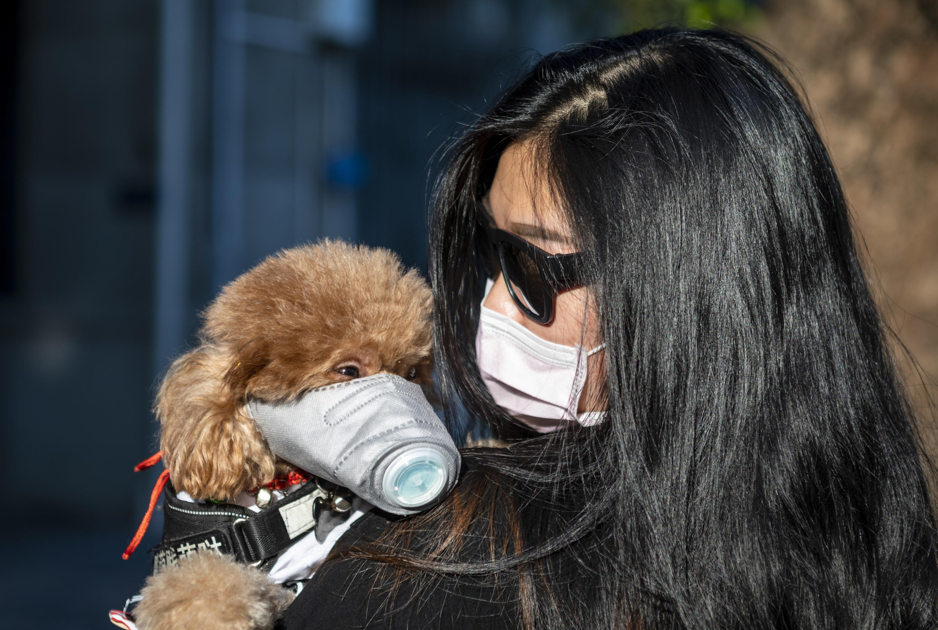 epa08234156 A woman wearing a face mask holds her dog, also wearing a face mask, in Guangzhou, Guangdong, China, 21 February 2020. The disease COVIDF-19, caused by coronavirus SARS-CoV-2, has so far killed 2,247 people with over 76,200 infected worldwide. EPA/ALEX PLAVEVSKI