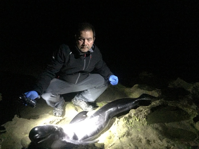 Delfino trovato morto in spiaggia ad Arbus