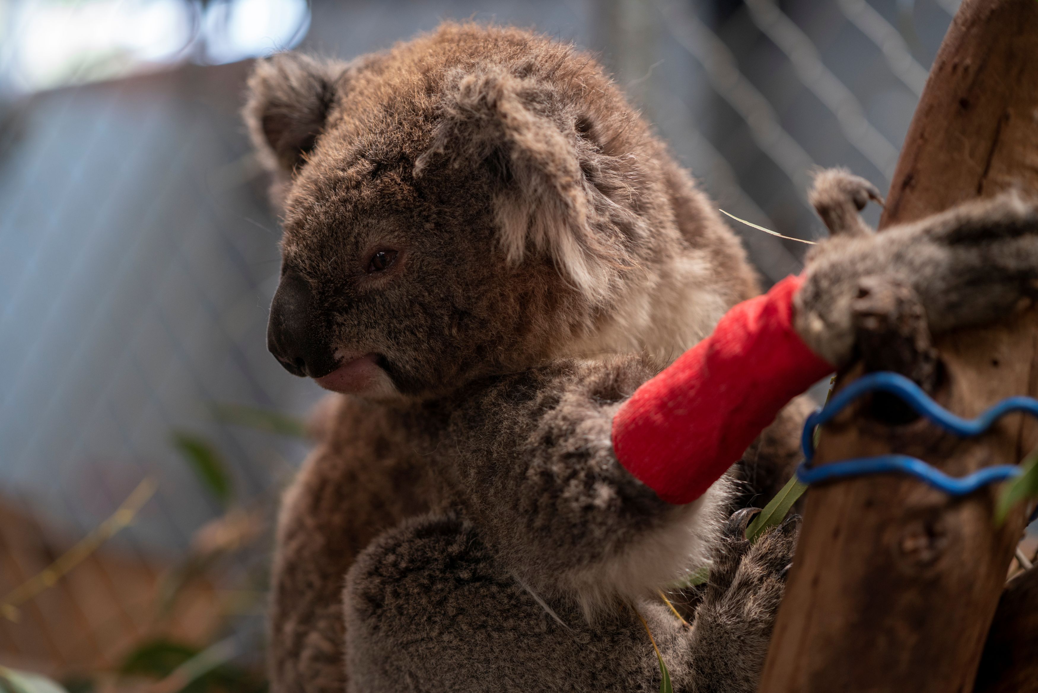 A koala displaced and injured by Australia’s bushfire crisis is seen at the campus of Australian National University (ANU), where researchers are taking care of 11 injured koalas from the various fire grounds in the region, in Canberra, Australia, January 29, 2020. Picture taken January 29, 2020. AUSTRALIAN NATIONAL UNIVERSITY/Handout via REUTERS  THIS IMAGE HAS BEEN SUPPLIED BY A THIRD PARTY. MANDATORY CREDIT. NO RESALES. NO ARCHIVES.