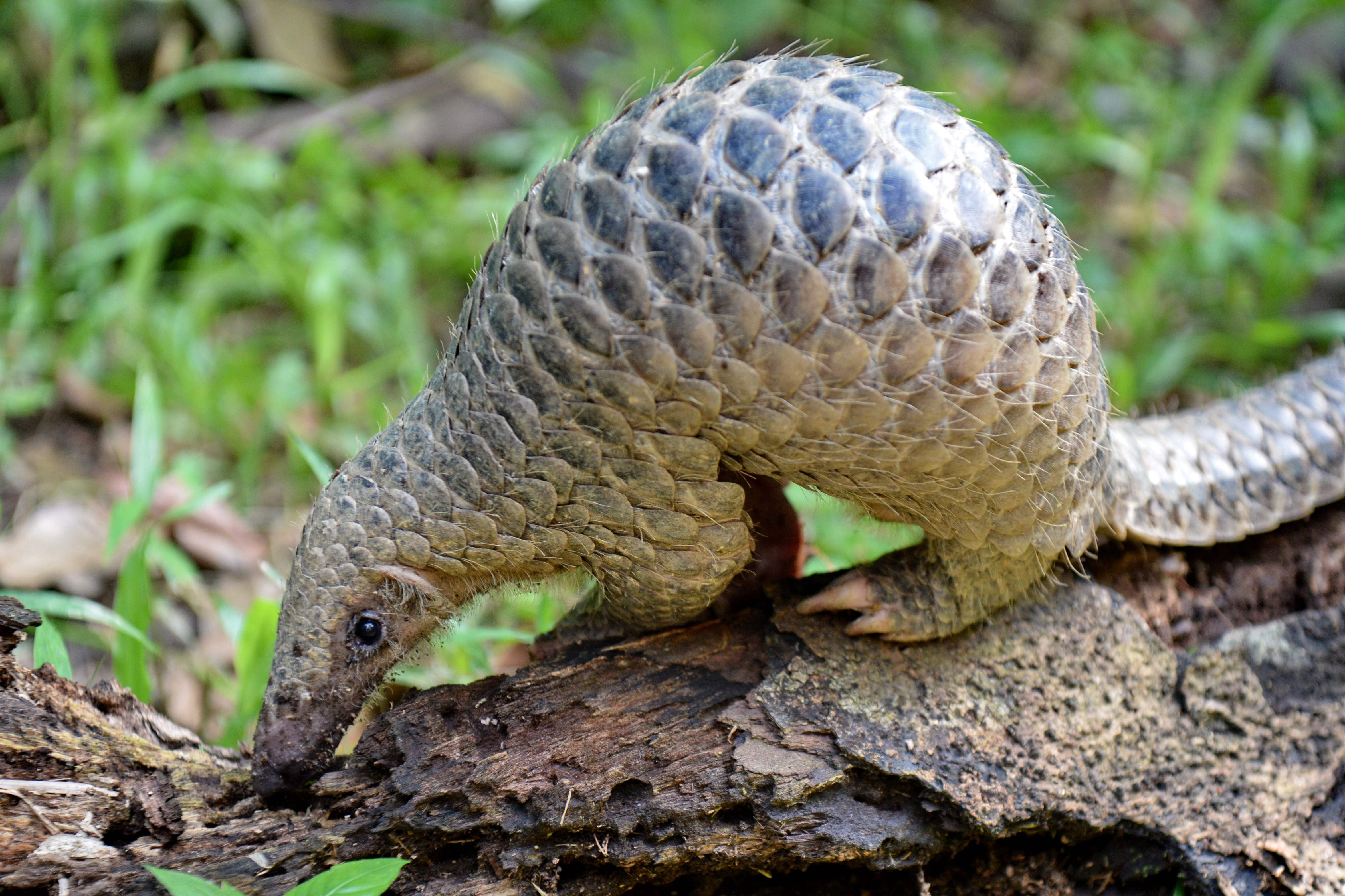 (FILES) In this file photo taken on June 30, 2017, a juvenile Sunda pangolin feeds on termites at the Singapore Zoo. - The endangered pangolin may be the link that facilitated the spread of the novel coronavirus across China, Chinese scientists said on February 7, 2020. Researchers at the South China Agricultural University have identified the scaly mammal as a "potential intermediate host," the university said in a statement, without providing further details. (Photo by ROSLAN RAHMAN / AFP)