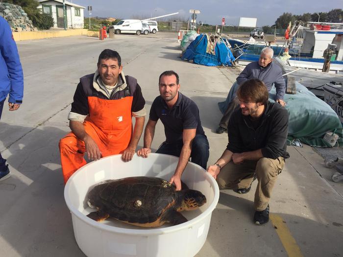 Tartaruga Caretta Caretta salvata nel golfo di Oristano