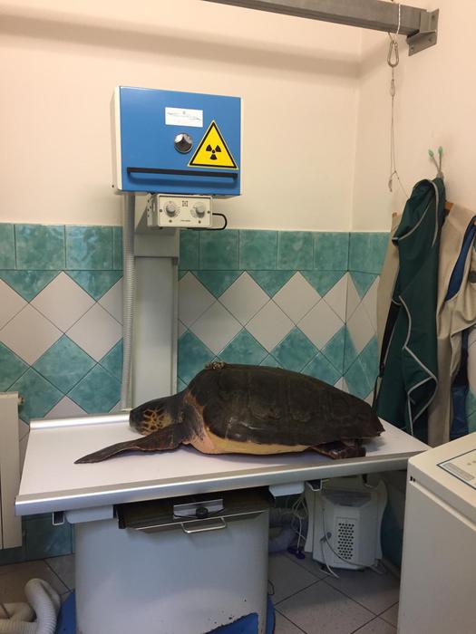 Tartaruga Caretta Caretta salvata nel golfo di Oristano