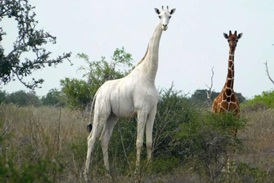 giraffa_bianca
