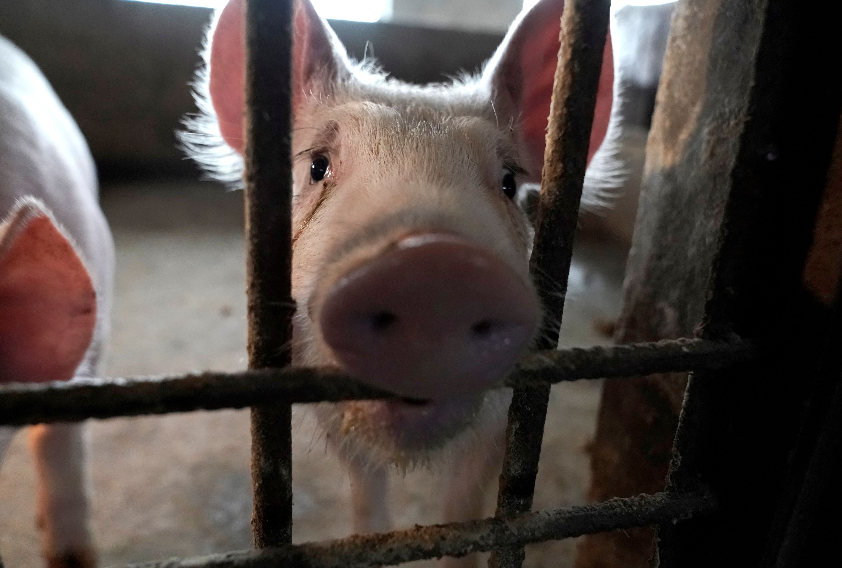 Two surviving pigs are pictured in a pigpen at a village in Henan province, China January 13, 2020. Picture taken January 13, 2020. To match Special Report SWINEFEVER-CHINA/EPIDEMIC REUTERS/Jason Lee