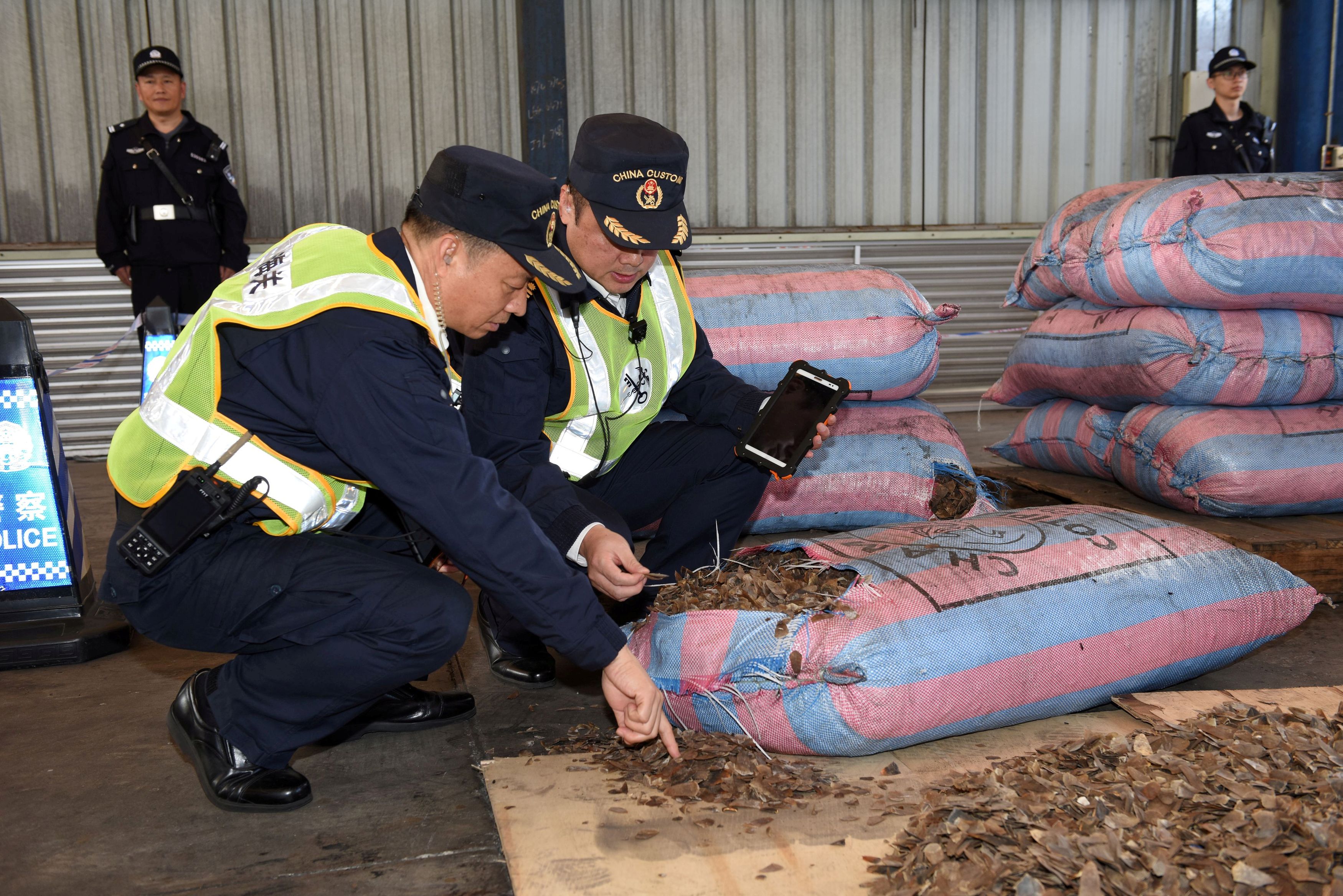 FILE PHOTO: Chinese customs officials inspect scales of pangolins they seized on a ship in Shenzhen, Guangdong province, China November 29, 2017. REUTERS/Stringer/File Photo ATTENTION EDITORS - THIS IMAGE WAS PROVIDED BY A THIRD PARTY. CHINA OUT.