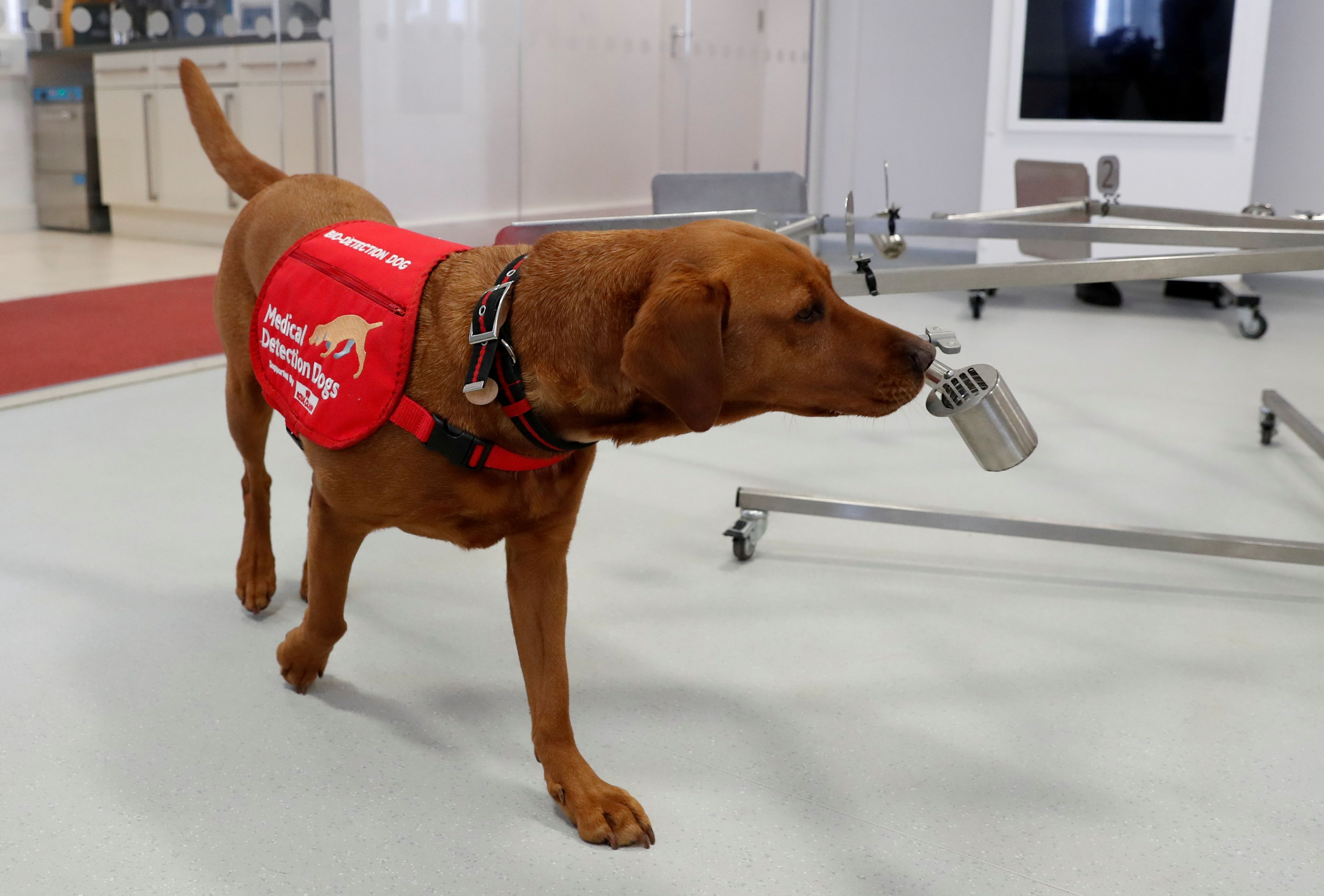 Il cane Florin lavora al Medical Detection Dogs center di Milton Keynes, Uk, con il trainer Rob Harris: viene addestrato a fiutare il coronavirus REUTERS/Matthew Childs