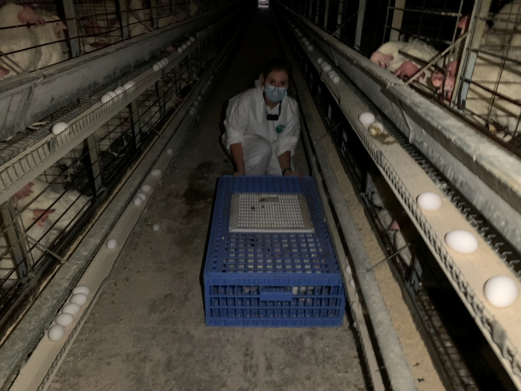 Chickens are retrieved from an Iowa farm by an animal rights group to avoid them being gassed as egg demand falls due to the coronavirus disease (COVID-19) outbreak near Fort Dodge, Iowa, U.S., May 16, 2020. Picture taken May 16, 2020. Animal Place/Handout via REUTERS ATTENTION EDITORS Ð NO RESALES. NO ARCHIVES. THIS IMAGE HAS BEEN SUPPLIED BY A THIRD PARTY.