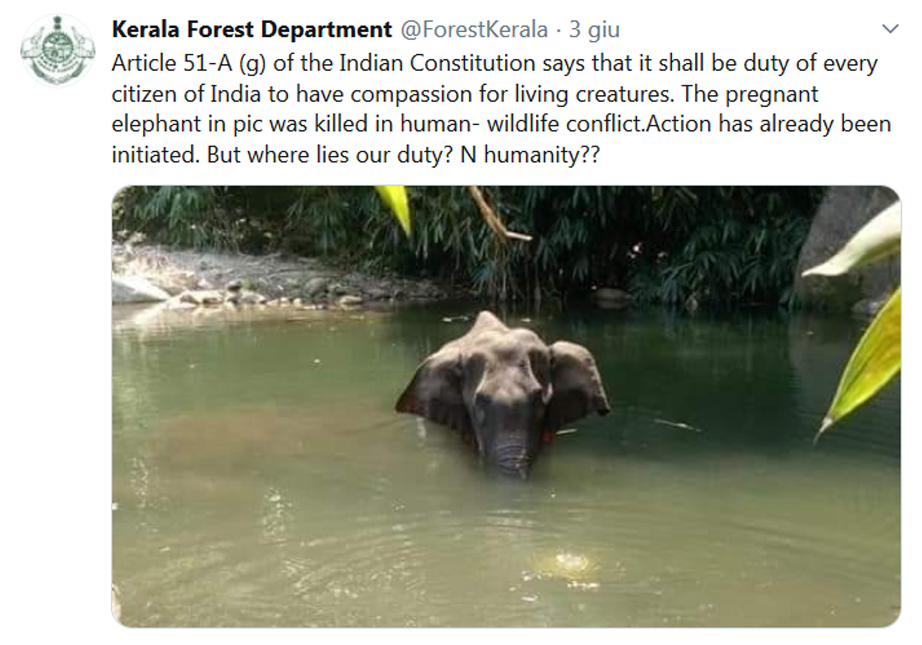 La foto postata sul profilo Twitter del Kerala Forest Department per denunciare l'uccisione di un'elefantessa in attesa di un cucciolo, morta dopo aver ingerito un ananas esplosivo, 5 giugno 2020 TWITTER KERALA FOREST DEPARTMENT +++ ATTENZIONE LA FOTO NON PUO' ESSERE PUBBLICATA O RIPRODOTTA SENZA L'AUTORIZZAZIONE DELLA FONTE DI ORIGINE CUI SI RINVIA +++ ++ HO - NO SALES, EDITORIAL USE ONLY ++