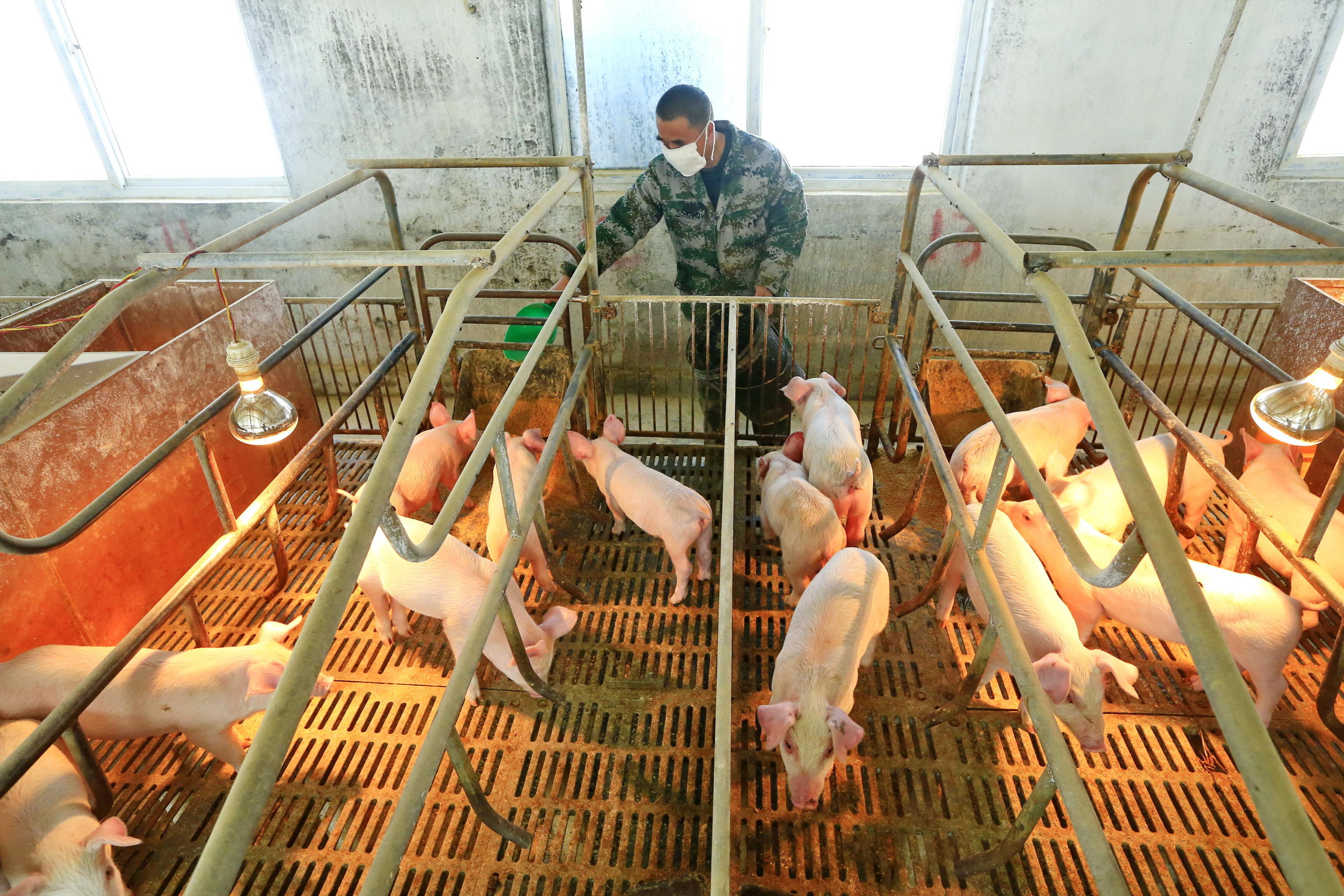 epa08517186 (FILE) - A worker feeds the piglets in a hog pen in Suining, Sichuan province, China, 21 February 2020 (reissued 30 June 2020). Chinese scientists have discovered a new type of swine flu that could trigger a pandemic, according to media reports. The G4 virus allegedly has the potential to infect humans, researchers from several Chinese universities and the Chinese Center for Disease Control and Prevention wrote in an article. The G4 is derived from the H1N1 virus, which caused a pandemic in 2009.  EPA/ZHONG MIN CHINA OUT *** Local Caption *** 55893553