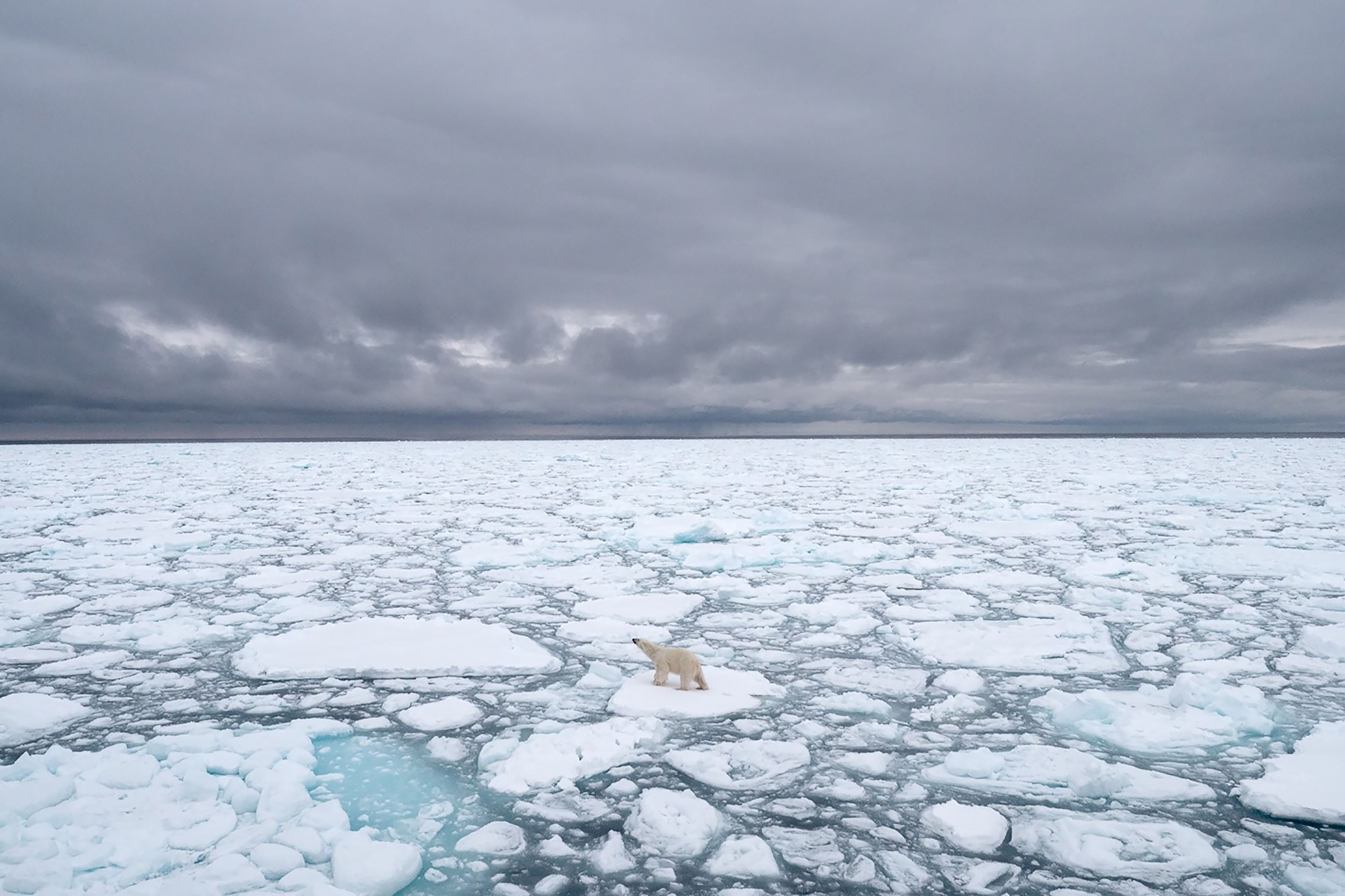 A handout photo made available on July 17, 2020 by Polar Bears International shows a polar bear in Svalbard, Norway, in 2018. - Climate change is starving polar bears into extinction, according to research published on July 20, 2020 that predicts the apex carnivores could all but disappear within the span of a human lifetime. In some regions they are already caught in a vicious downward spiral, with shrinking sea ice cutting short the time bears have for hunting seals, while dwindling body weight undermines their chances of surviving Arctic winters without food, scientists reported in Nature Climate Change. The study calculates "timelines of risk" for different polar bear demographics, exploring two alternative futures with different levels of greenhouse gas emissions and atmospheric concentrations of CO2. If business-as-usual greenhouse gas emissions continue, its likely that all but a few polar bear populations will collapse by 2100. (Photo by BJ KIRSCHHOFFER / POLAR BEARS INTERNATIONAL / AFP) / RESTRICTED TO EDITORIAL USE - MANDATORY CREDIT "AFP PHOTO / Polar Bears International / BJ Kirschhoffer" - NO MARKETING - NO ADVERTISING CAMPAIGNS - DISTRIBUTED AS A SERVICE TO CLIENTS