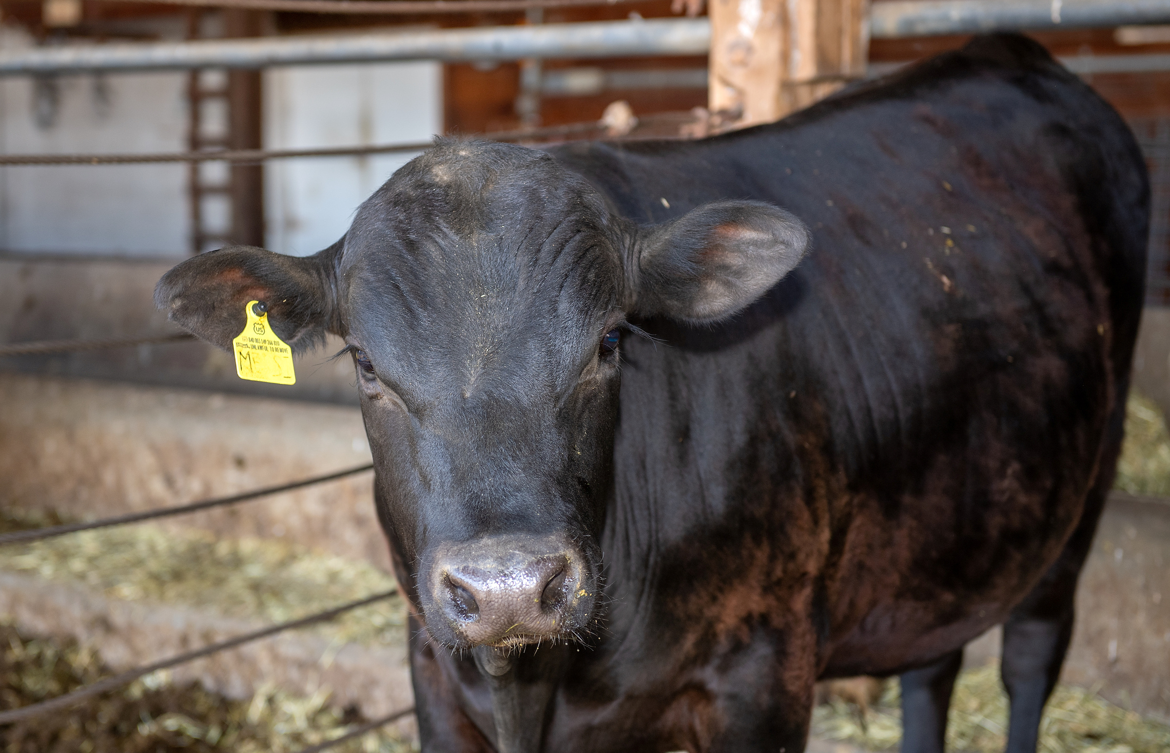 A gene-edited surrogate bull is seen at the campus of Washington State University, in Pullman, U.S., August 7, 2020. Picture taken August 7, 2020. Bob Hubner/Washington State University via Reuters. NO RESALES. NO ARCHIVES. THIS IMAGE HAS BEEN SUPPLIED BY A THIRD PARTY. MANDATORY CREDIT