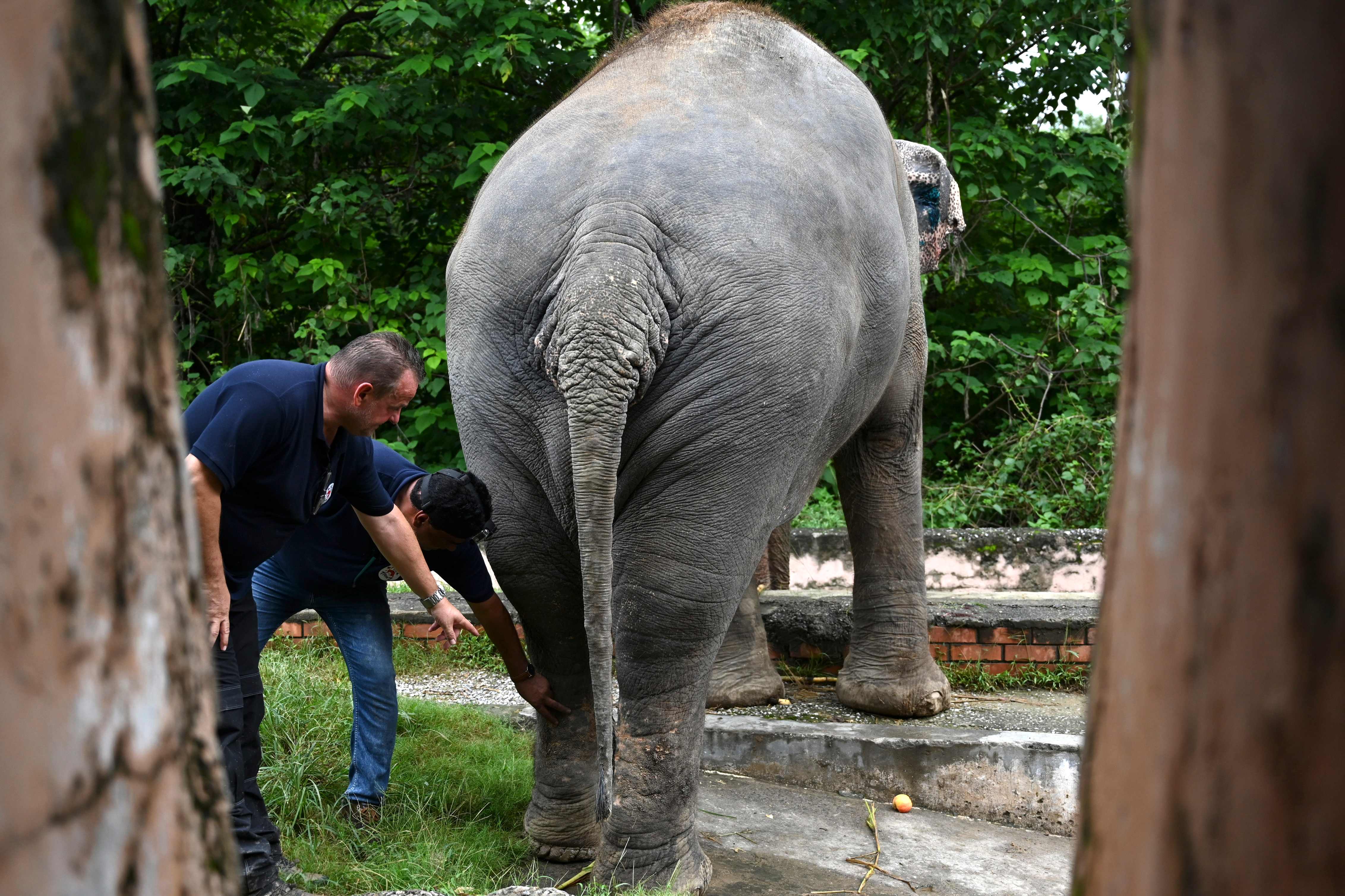 Veterinarians of Four Paws International examine Kavaan, the elephant slated to be moved to a sanctuary in Cambodia after it became the subject of a high-profile rights campaign backed by music star Cher, at the Marghazar Zoo, in Islamabad on September 4, 2020. (Photo by Aamir QURESHI / AFP)