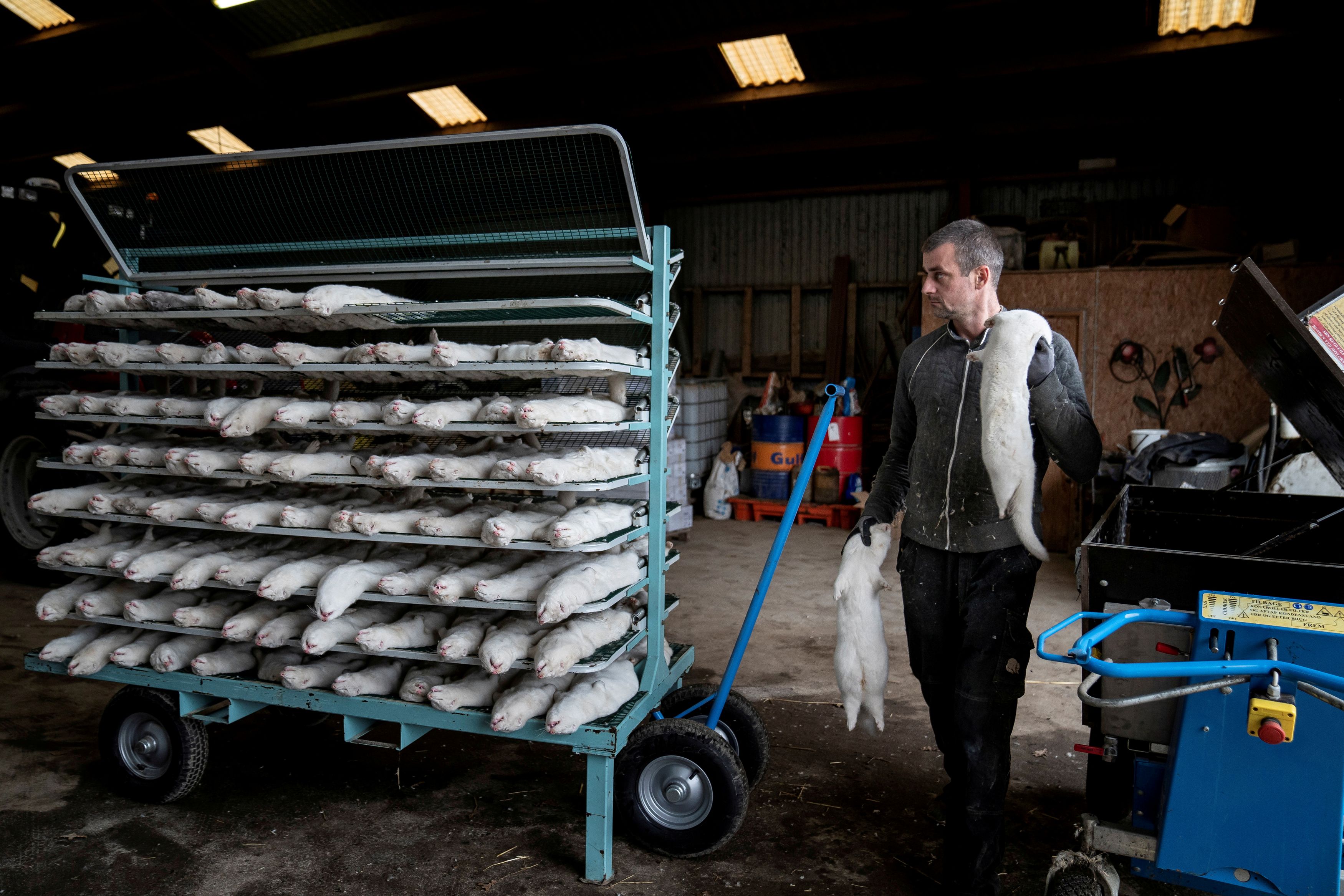 FILE PHOTO: A man handles culled mink at the farm of Henrik Nordgaard Hansen and Ann-Mona Kulsoe Larsen near Naestved, Denmark, November 6, 2020. Ritzau Scanpix/Mads Claus Rasmussen via REUTERS. ATTENTION EDITORS - THIS IMAGE WAS PROVIDED BY A THIRD PARTY. DENMARK OUT. NO COMMERCIAL OR EDITORIAL SALES IN DENMARK/File Photo
