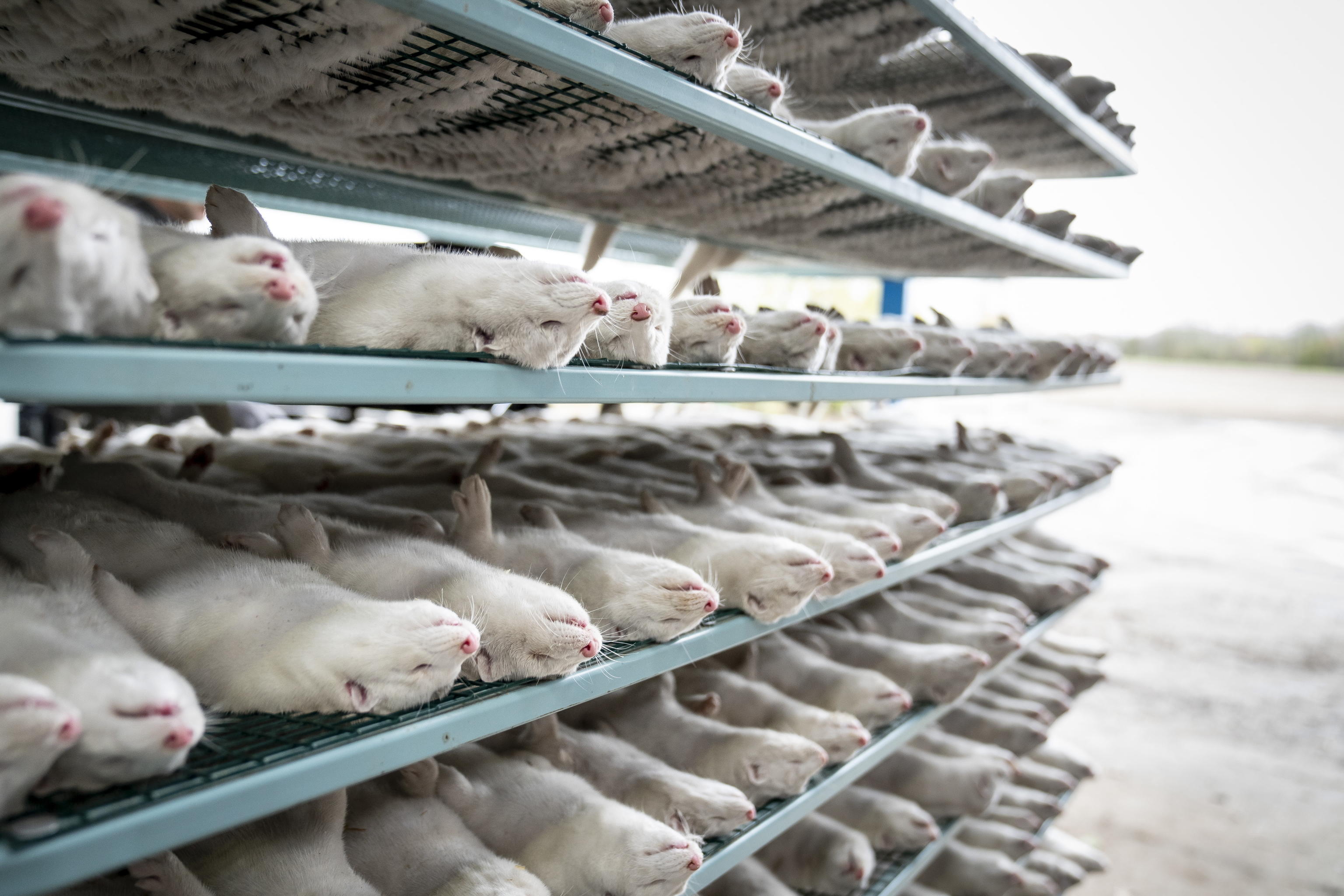 epa08803246 Minks that were put down are transported to machines to further process them, at the mink fur farm which consists of 3000 mother minks and their cubs on their farm near Naestved, Denmark, 06 November 2020. The furs are stored in three freezers before selling them, as the minks on their farm are not affected by corona and there have been no corona cases in mink on Zealand and Funen. Mink farms throughout Denmark have been ordered by the government to cull all animals to prevent the spread of a new discovered mutated coronavirus. EPA/Mads Claus Rasmussen DENMARK OUT ATTENTION: This Image is part of a PHOTO SET